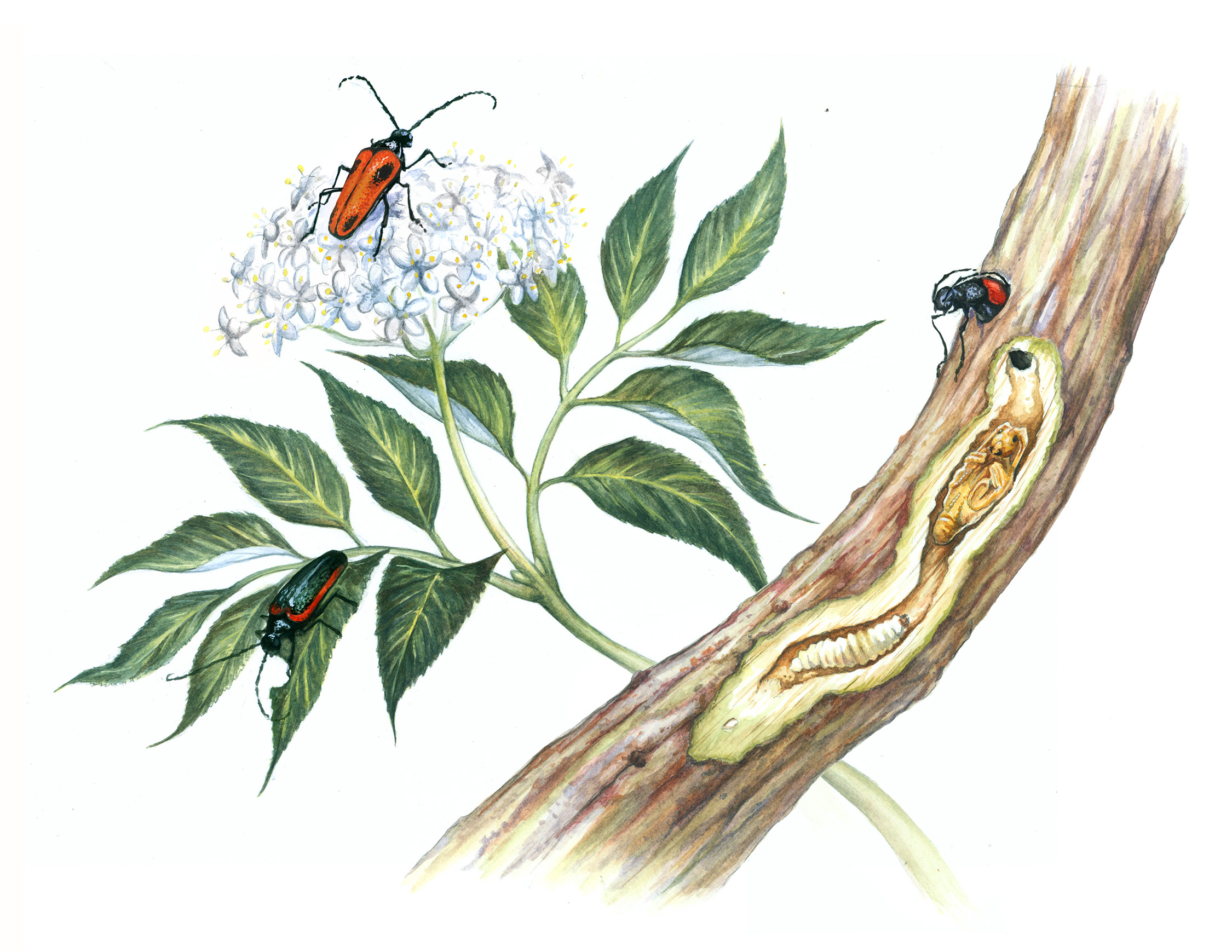 Life Cycle of the Valley Elderberry Longhorn Beetle