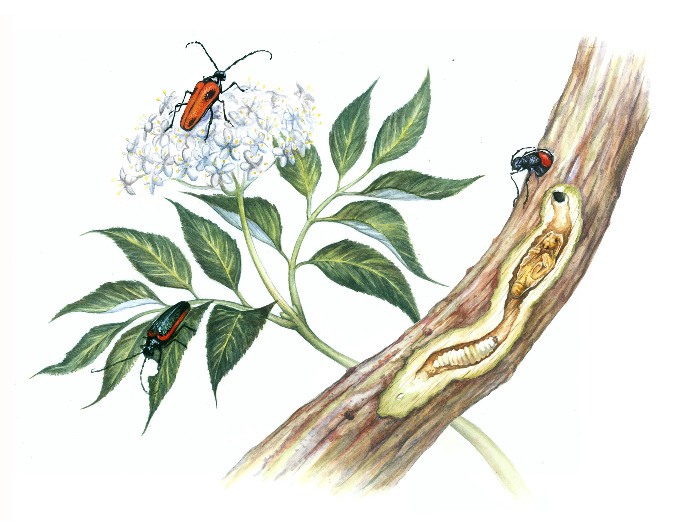 Life Cycle of the Valley Elderberry Longhorn Beetle