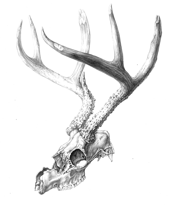 Deer Skull