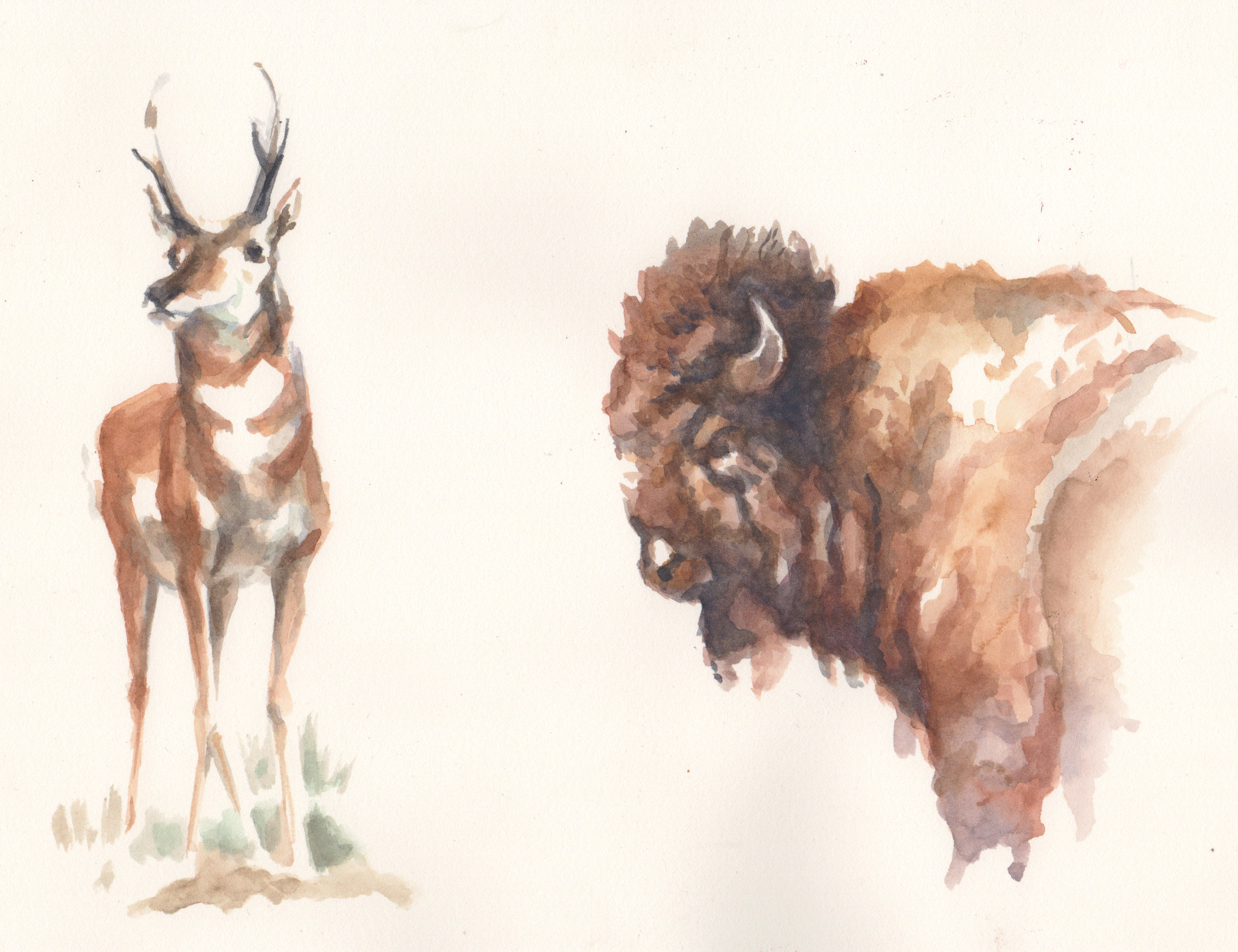Pronghorn and Bison