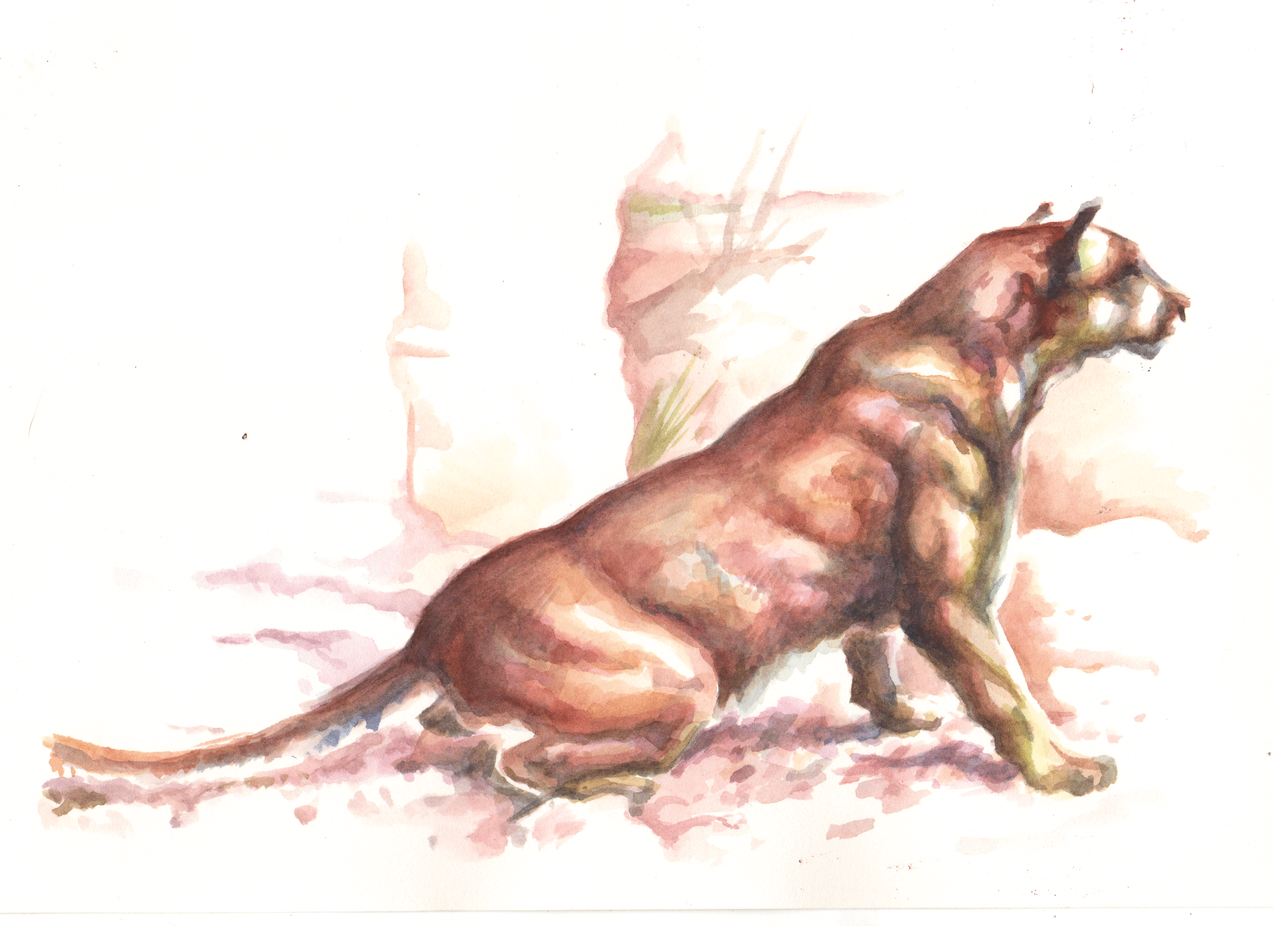 Mountain Lion