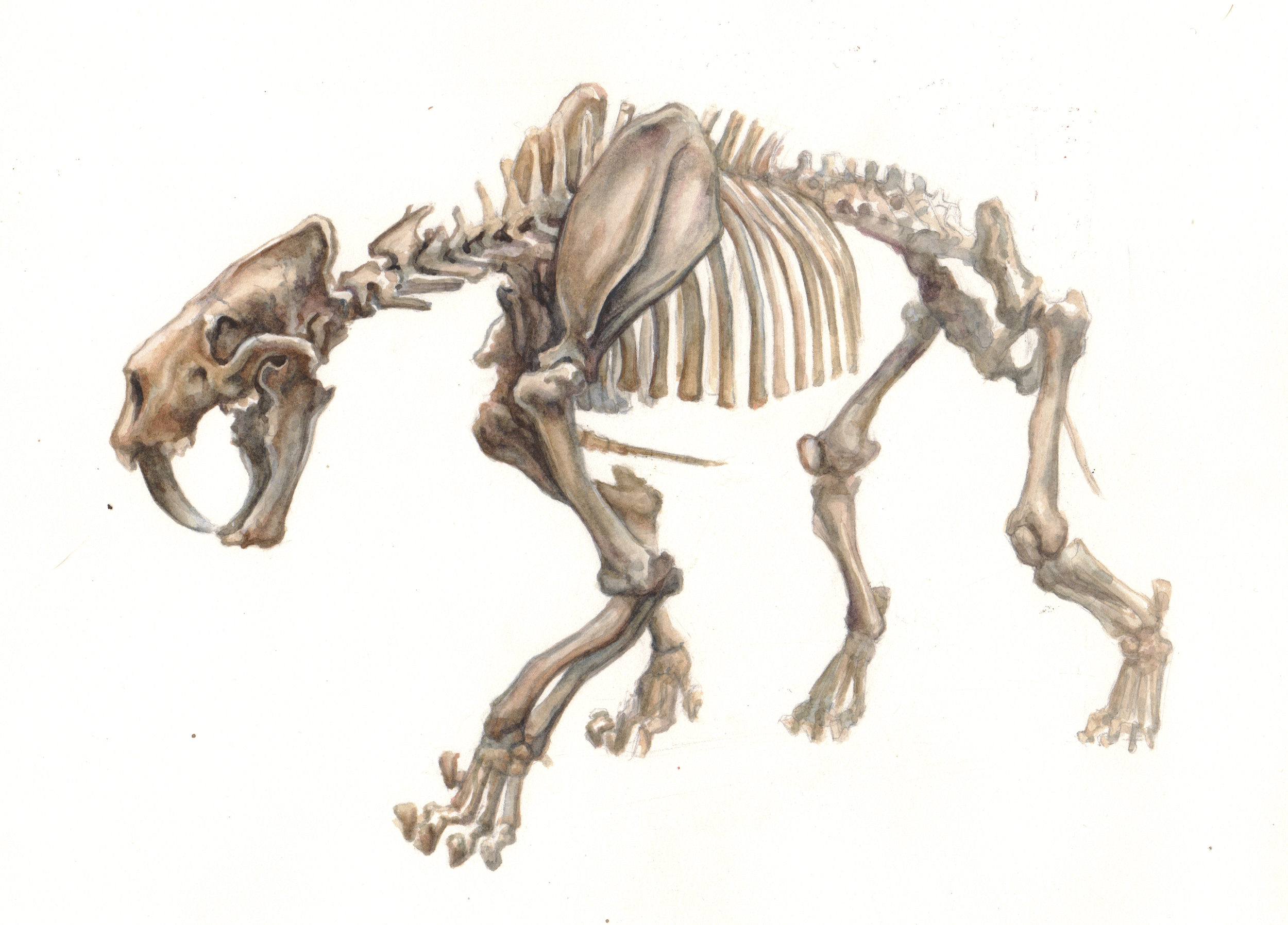 Smilodon