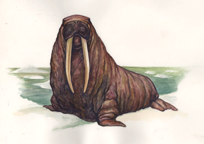 Walrus