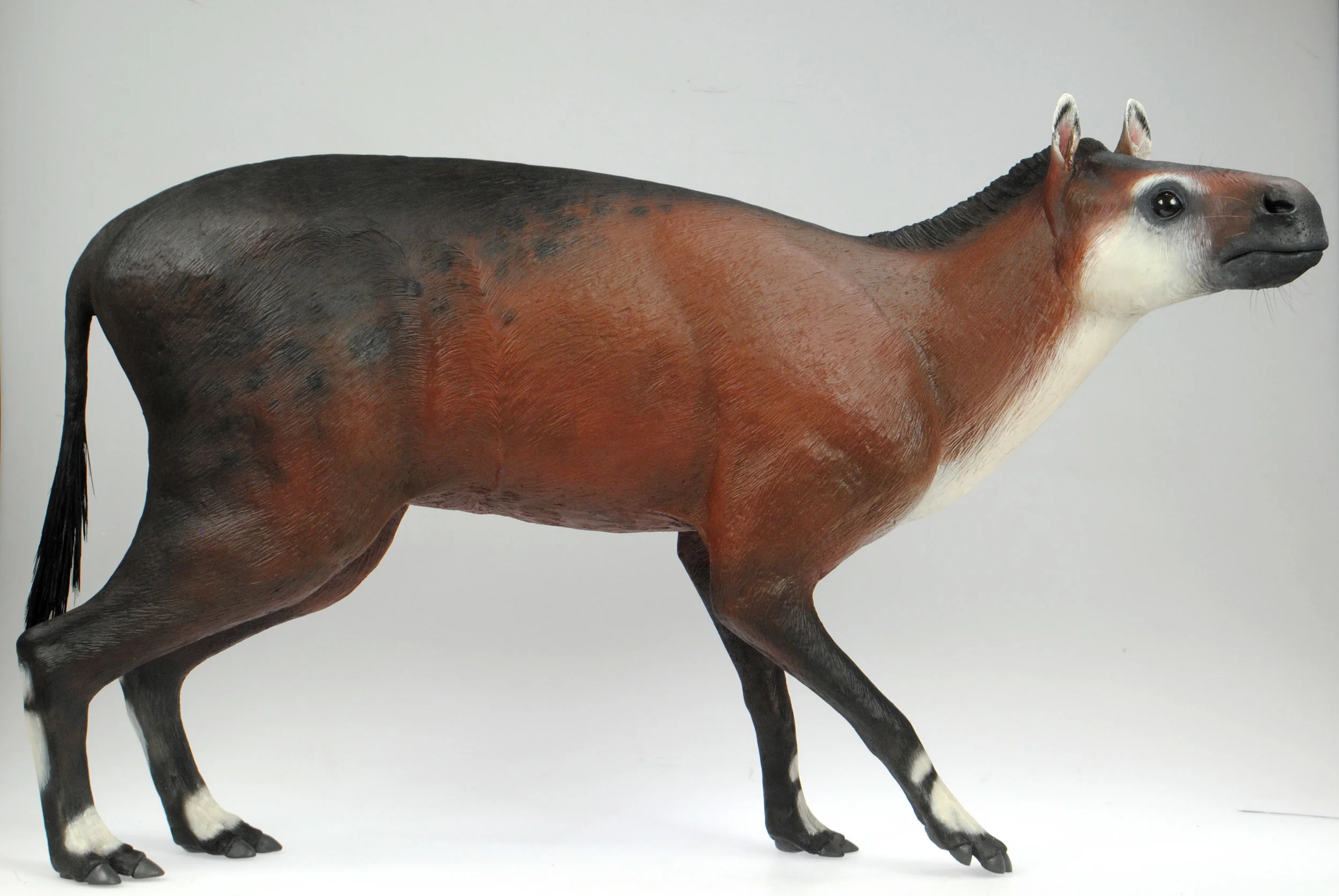 Eohippus