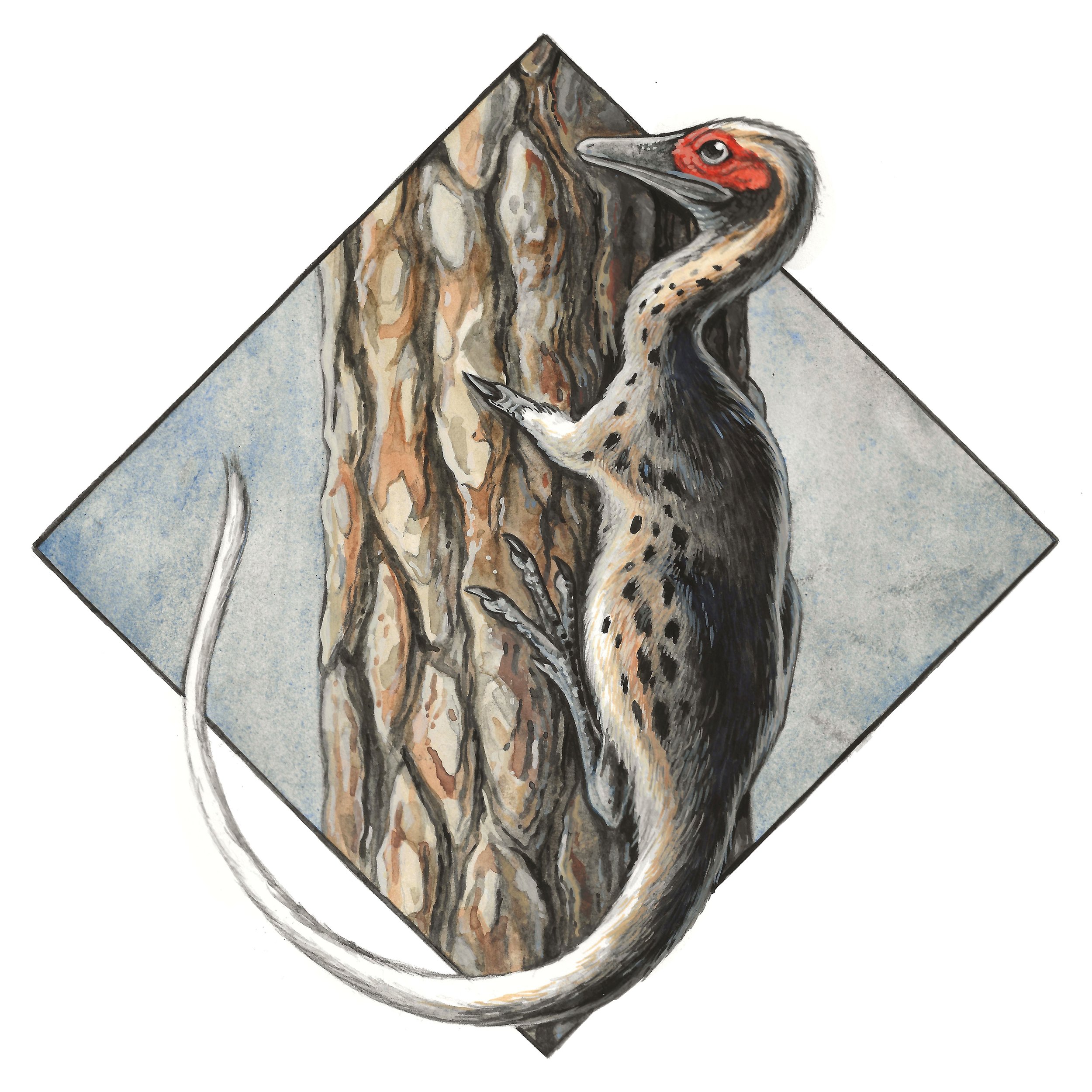 Shuvuuia