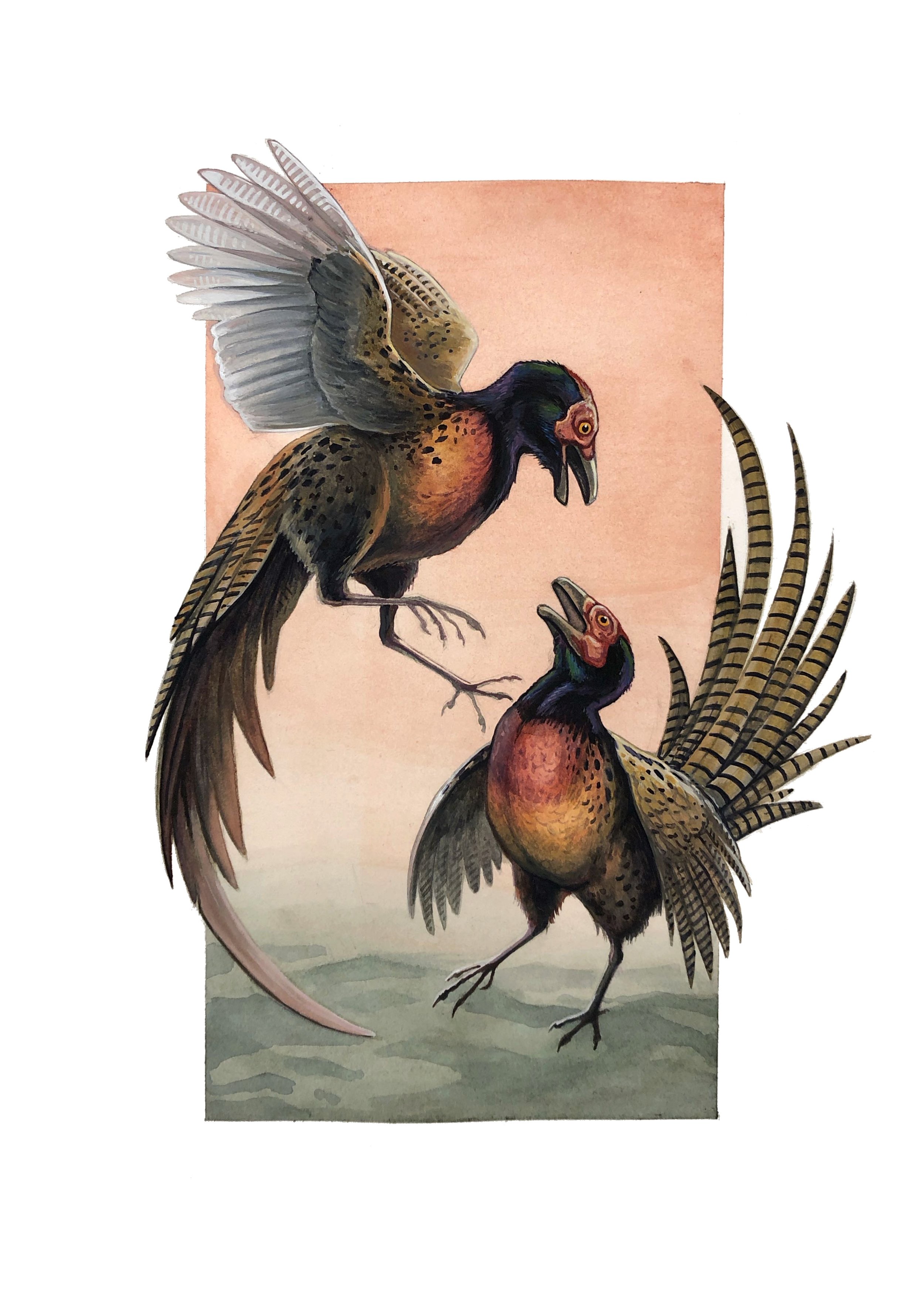 Asteriornis