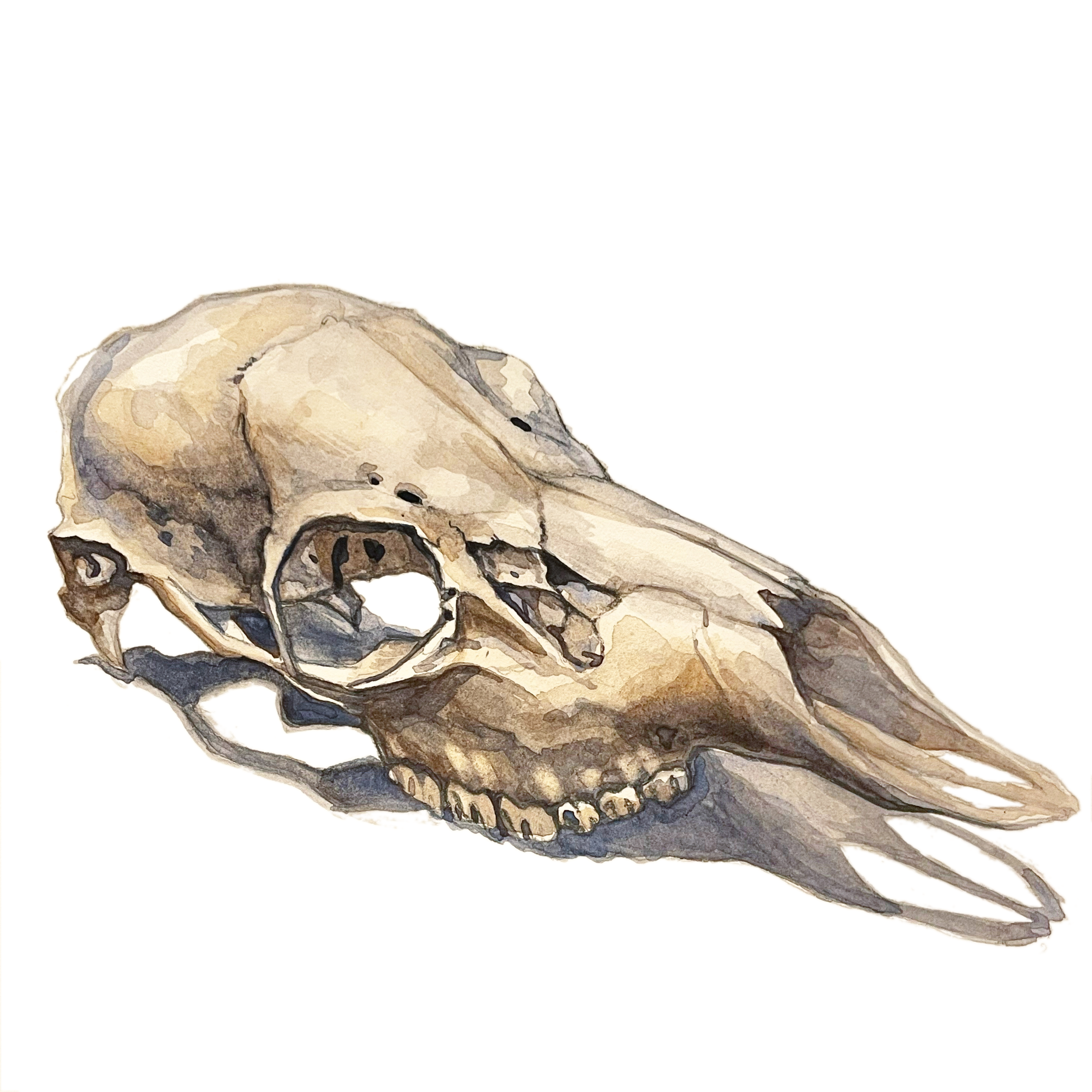 Deer Skull