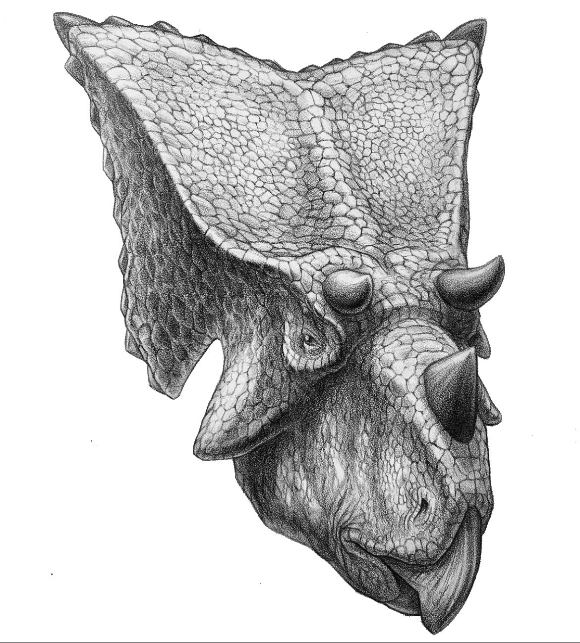 Chasmosaurus
