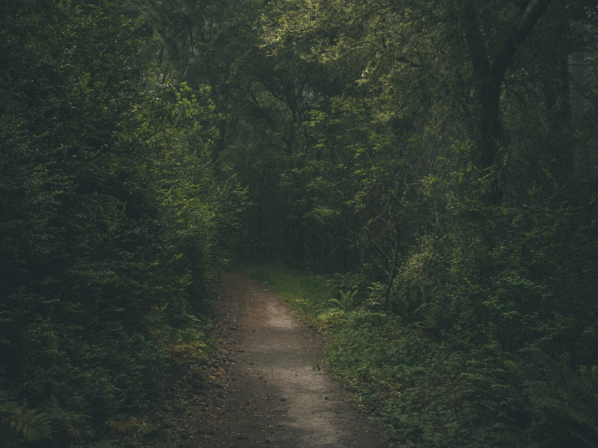 Woods-1801.jpg