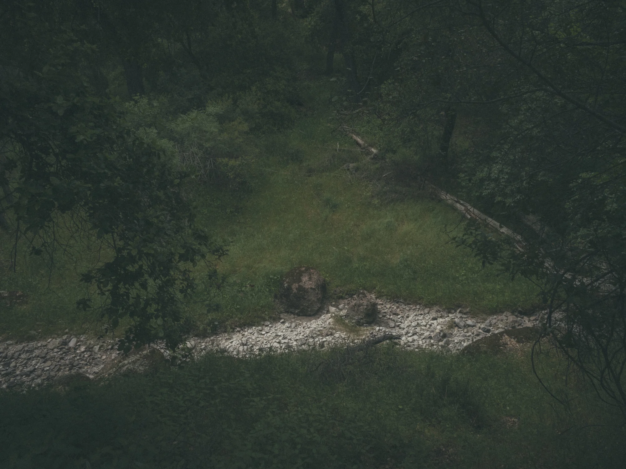 Woods-2268.jpg