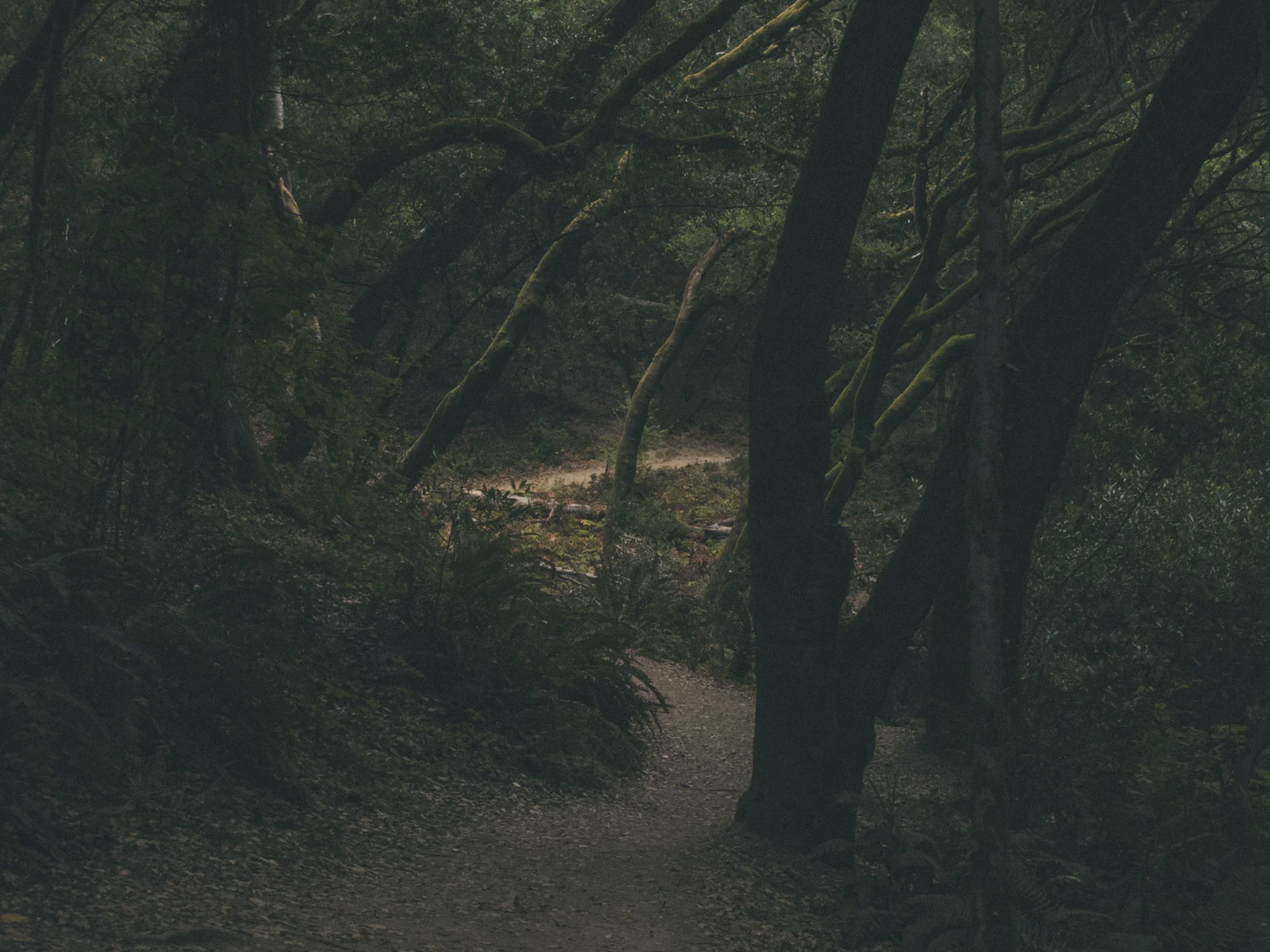 Woods-3067.jpg