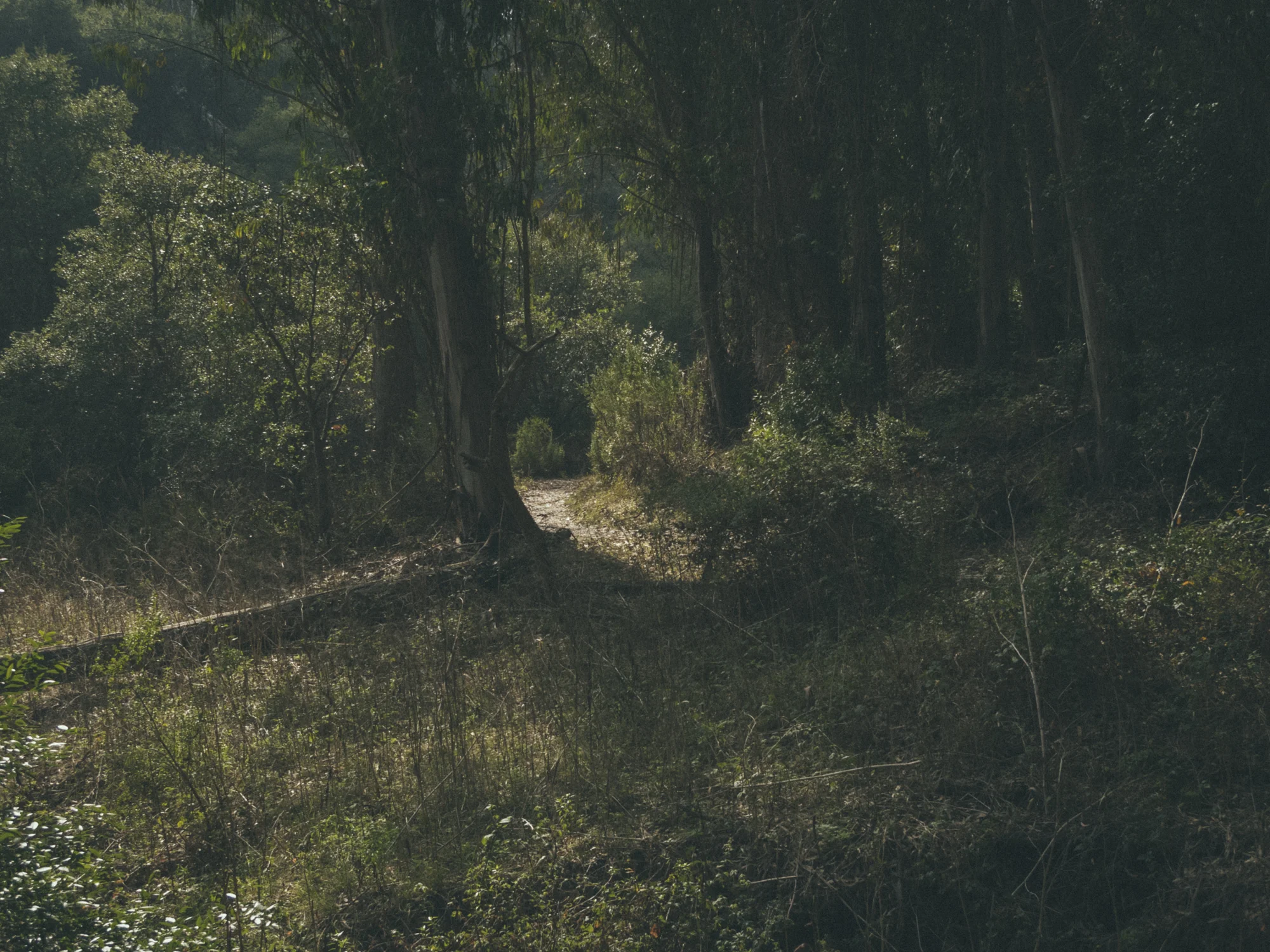 Woods-5395.jpg