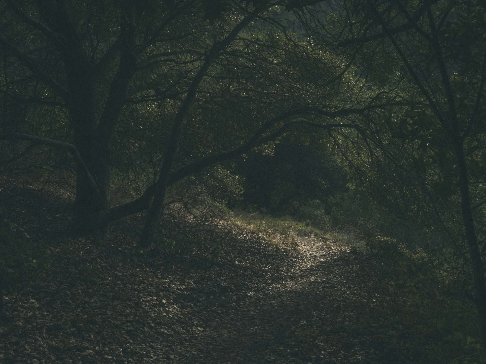 Woods-5448.jpg