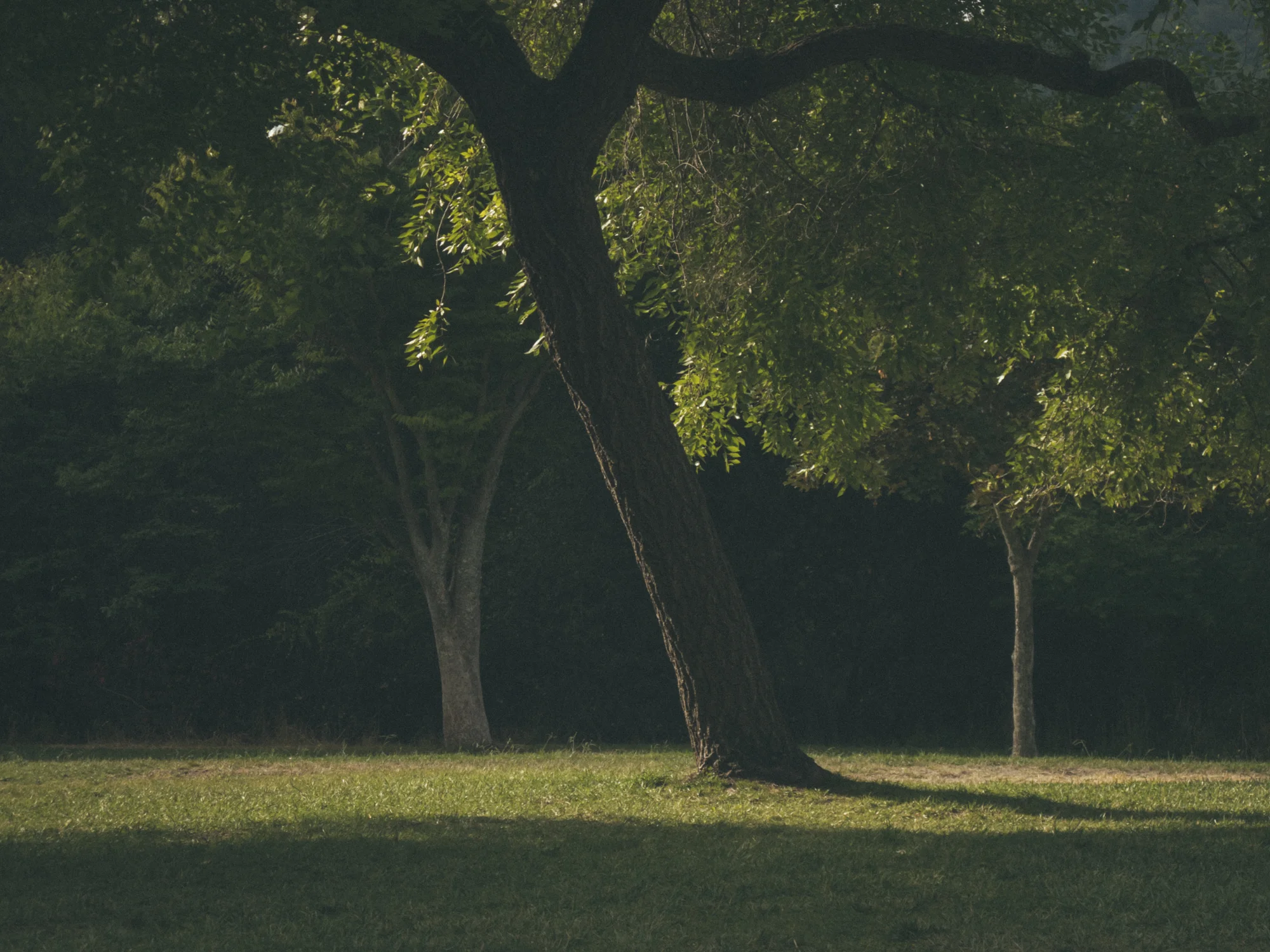 Woods-6273.jpg
