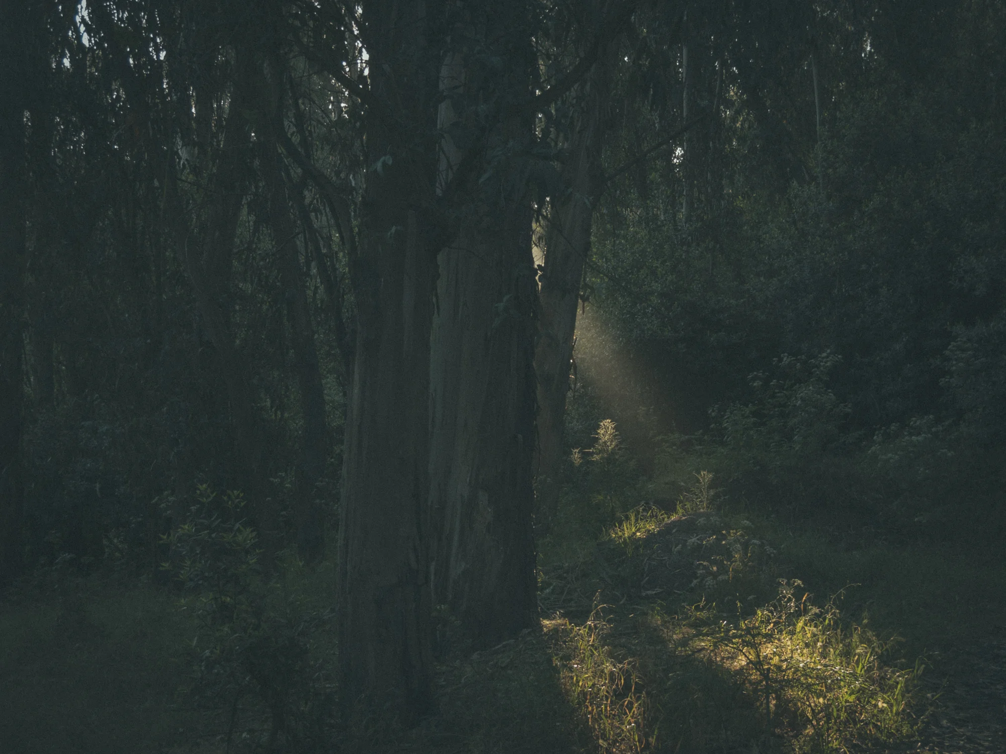 Woods-7838.jpg