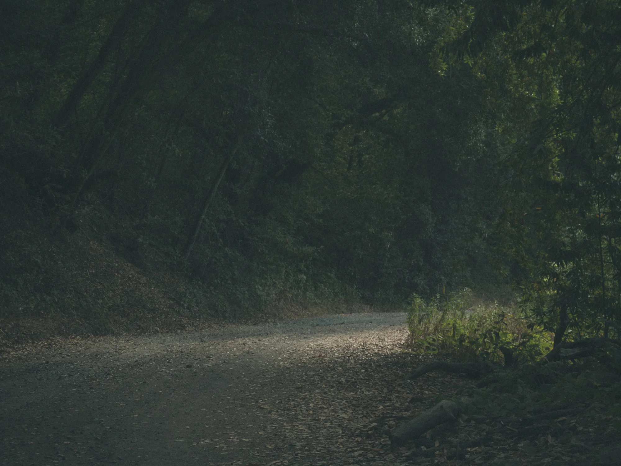 Woods-9116.jpg
