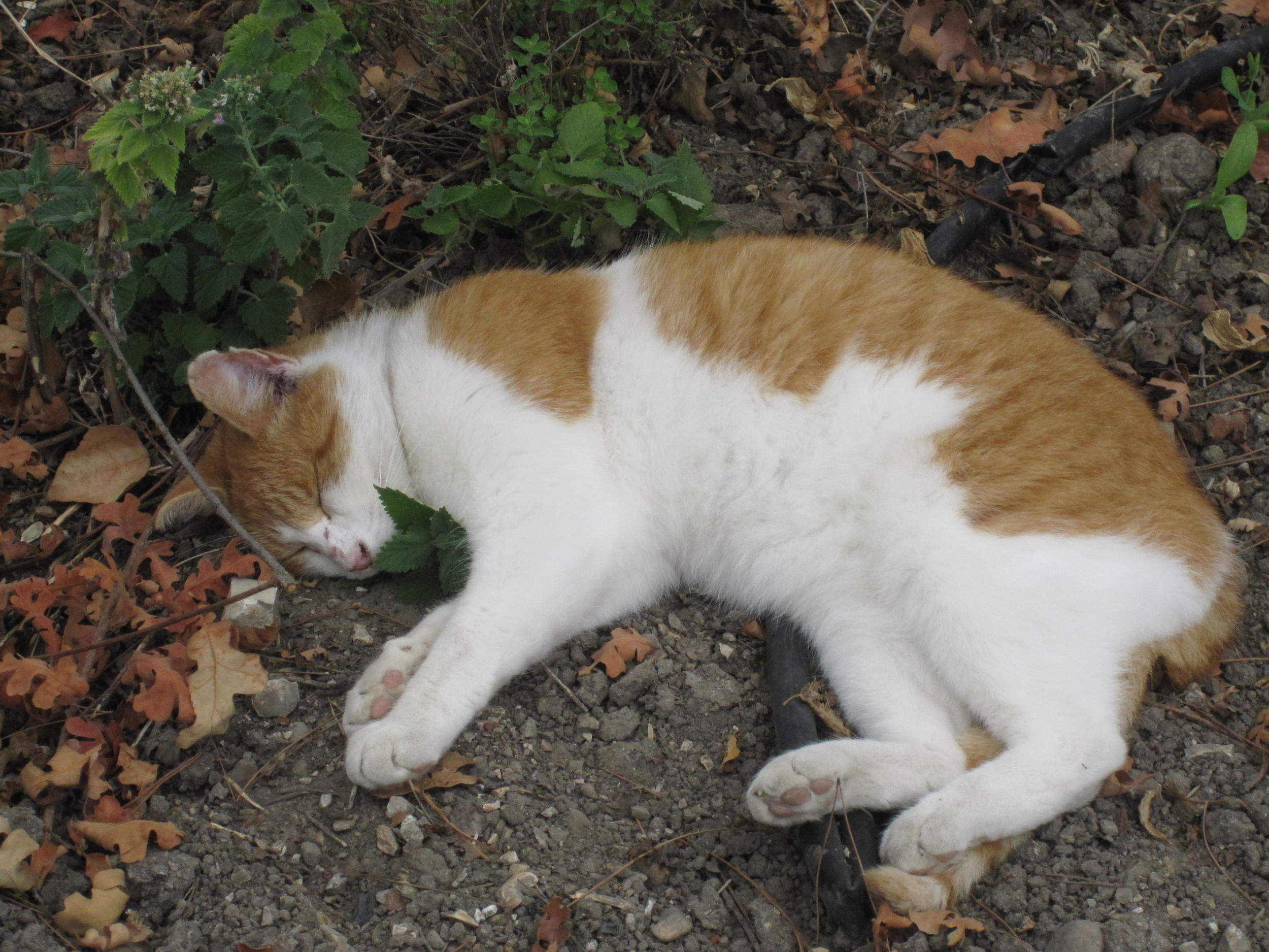Catnip, with Orange Kitty