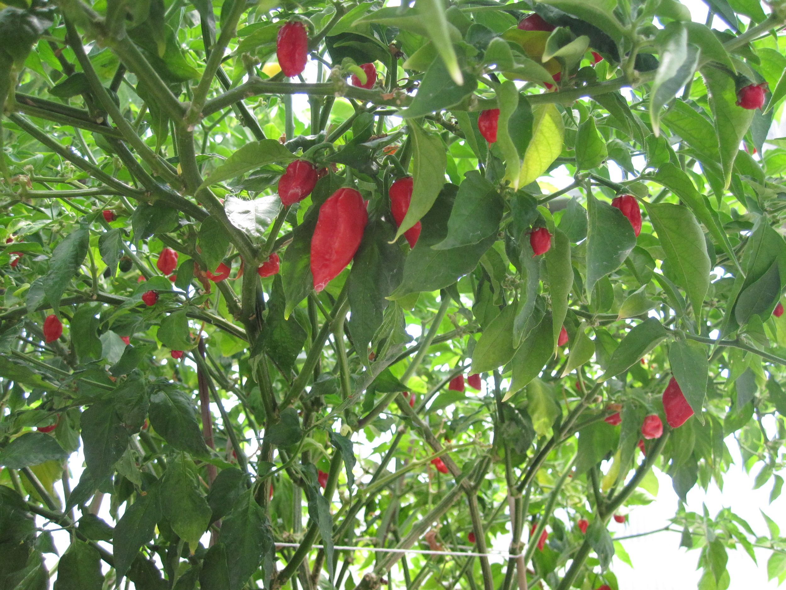 Ghost Pepper
