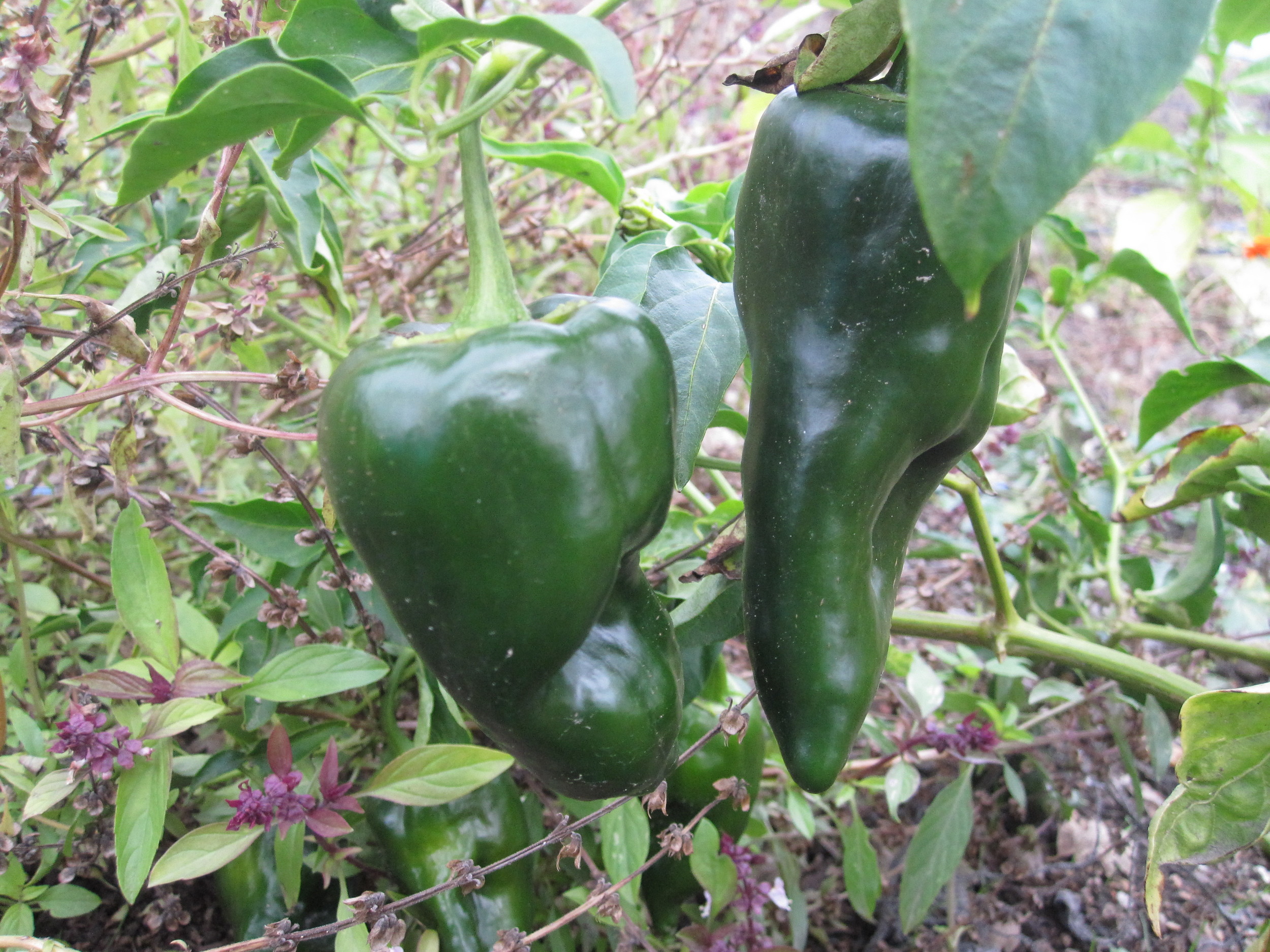 Ancho Pepper