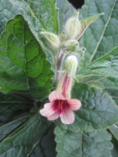 Chinese Foxglove