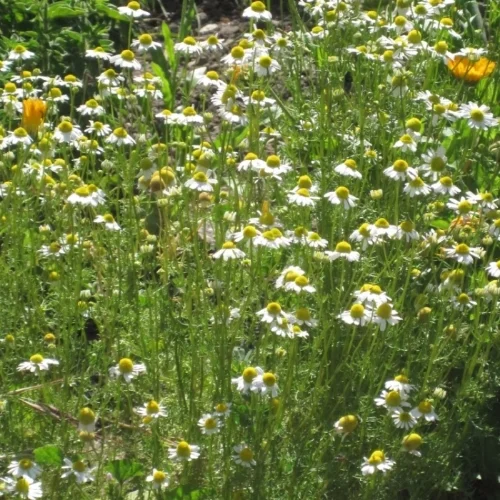 Chamomile, German