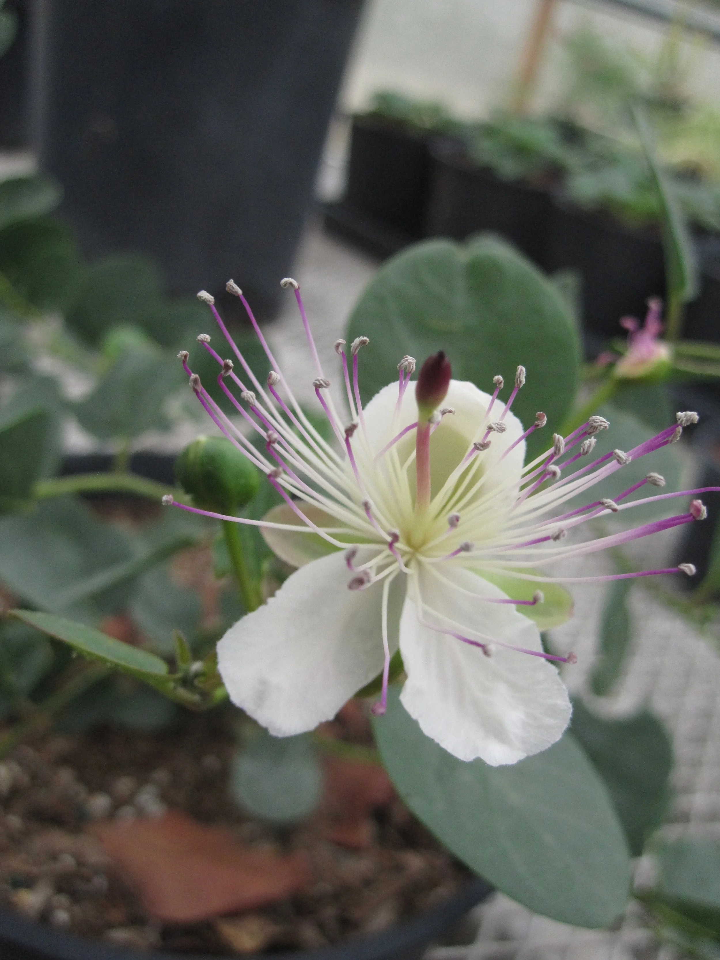 Caper Flower