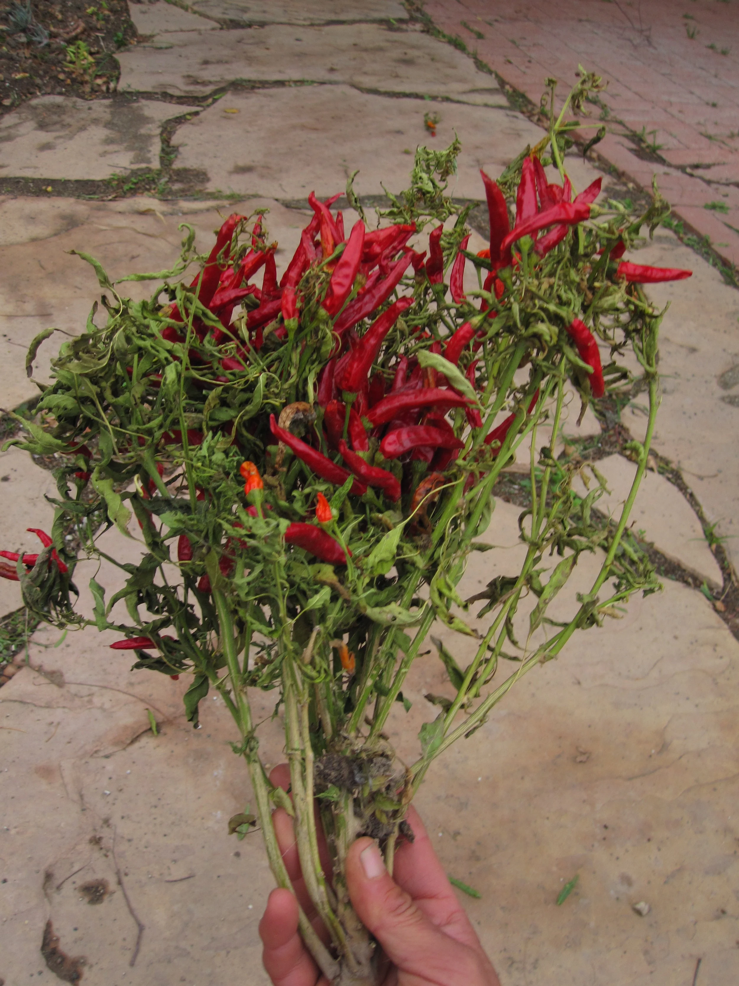 Thai Chile