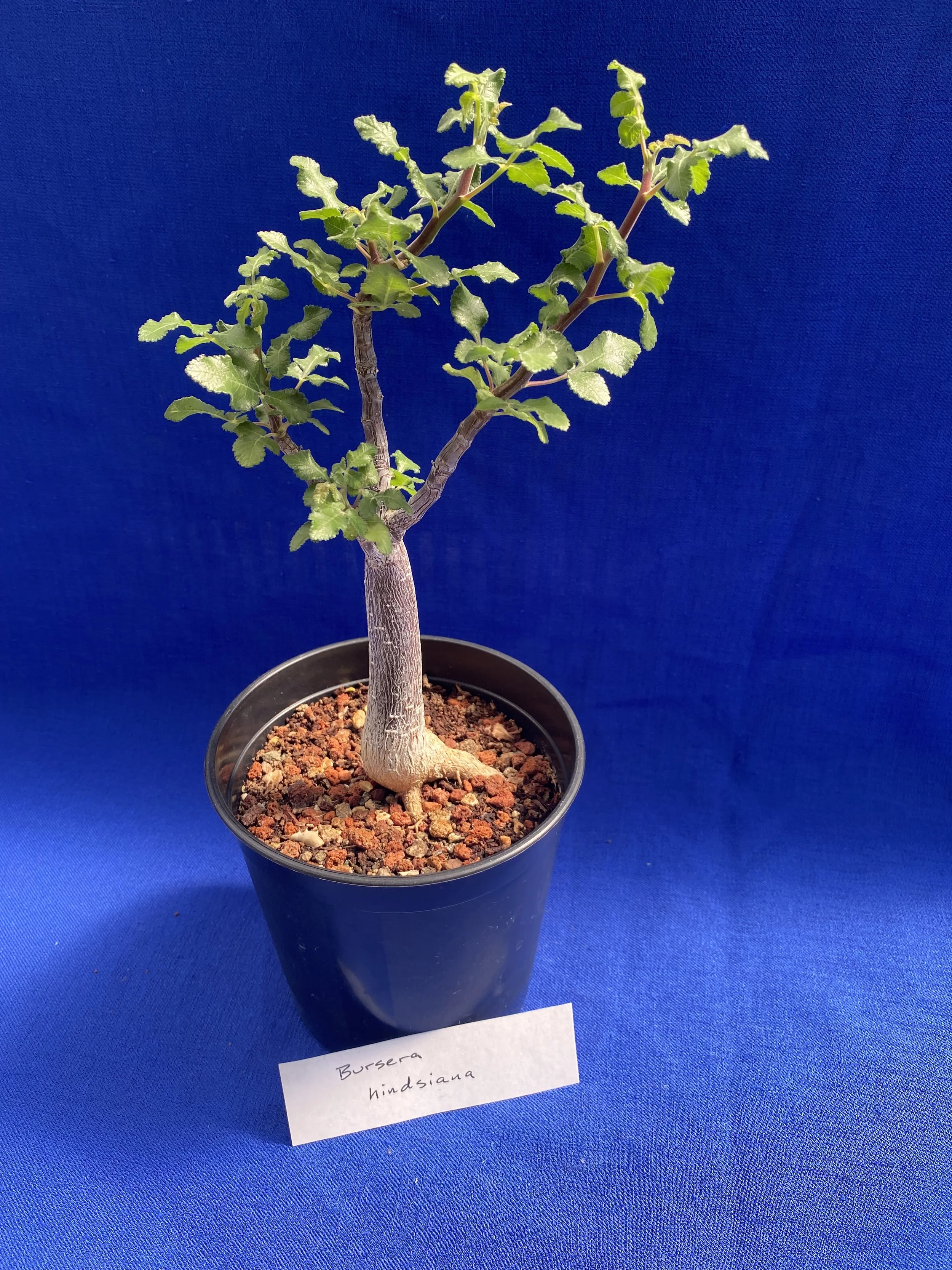 Copal Tree