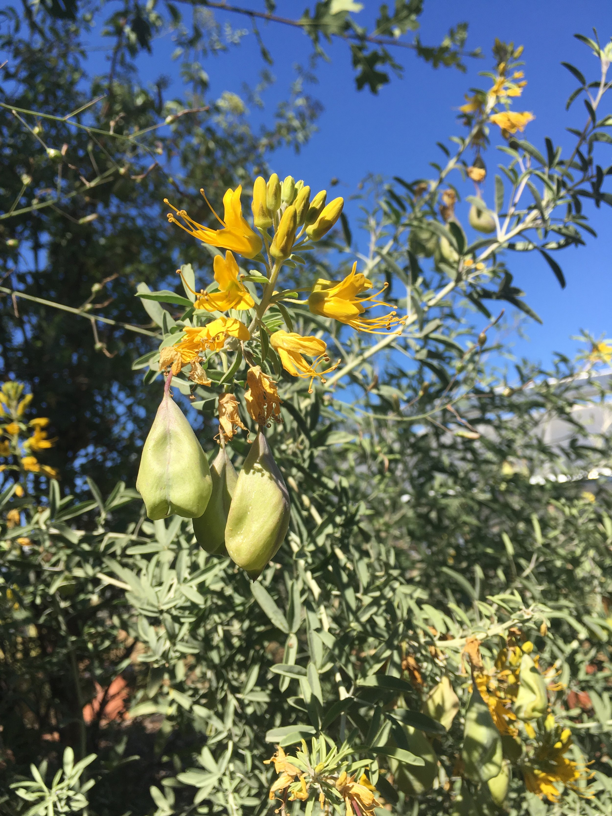 Bladderpod