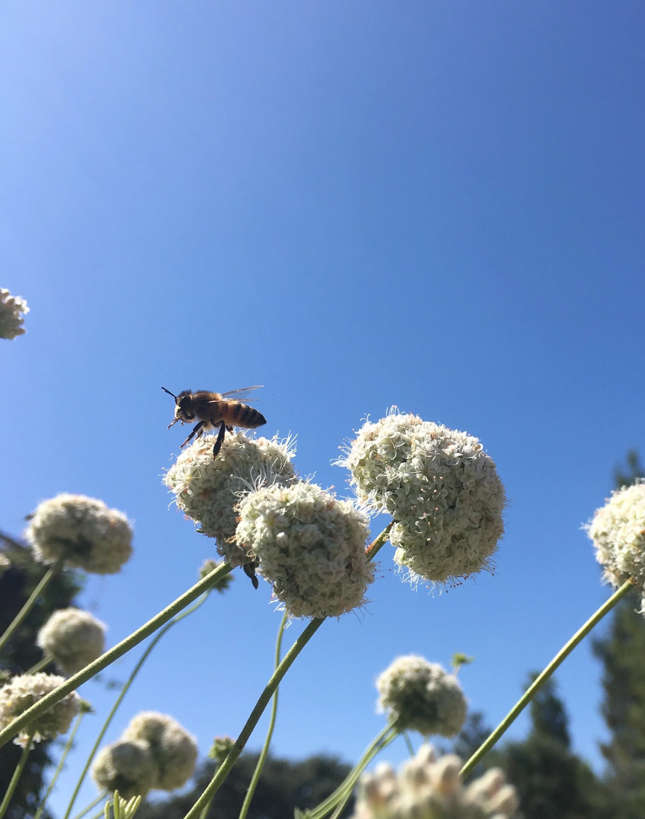 buckwheat_bee.JPG