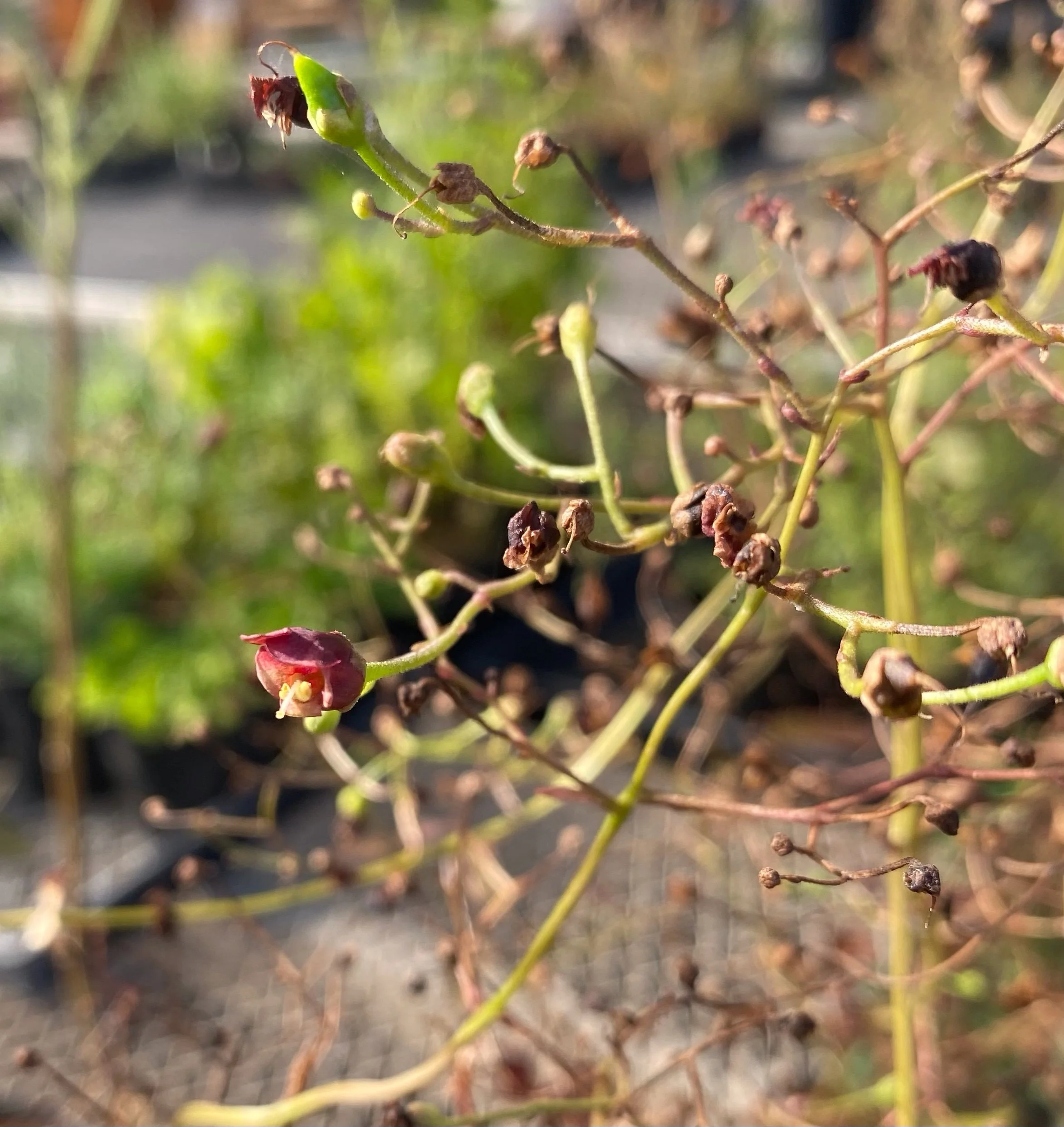 Beeplant, California Figwort