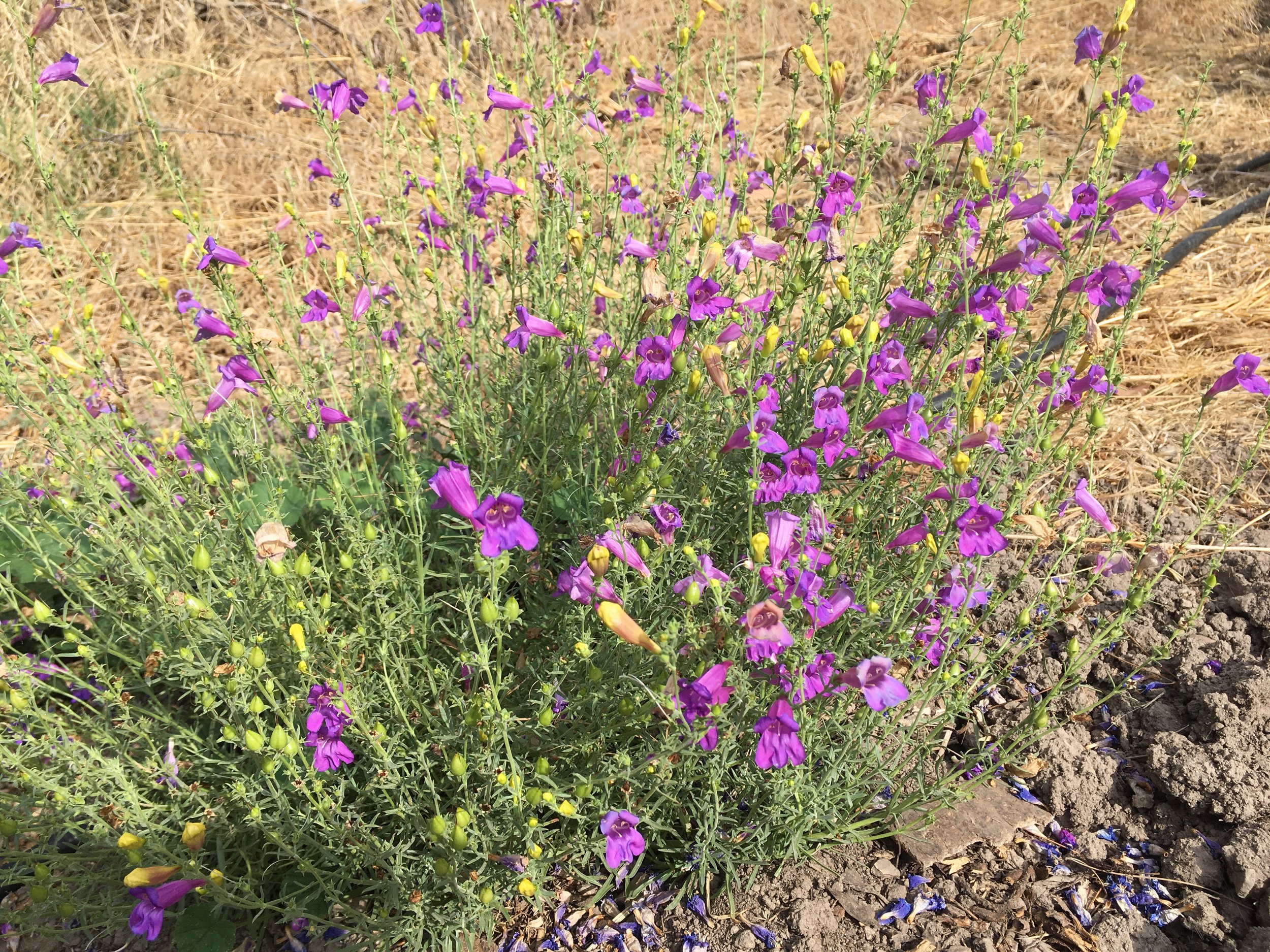 foothill_penstemon.JPG