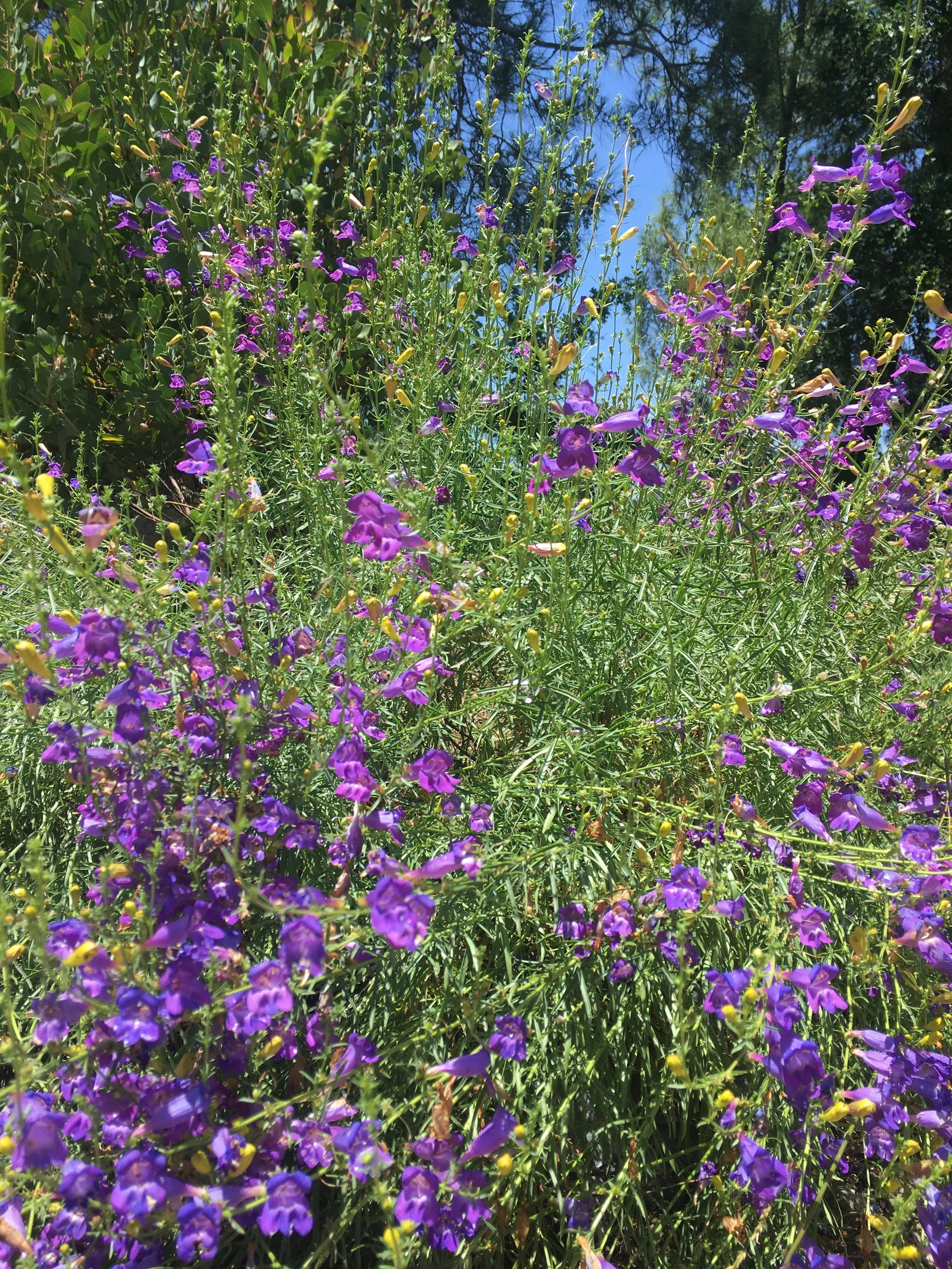 purplepenstemon.JPG