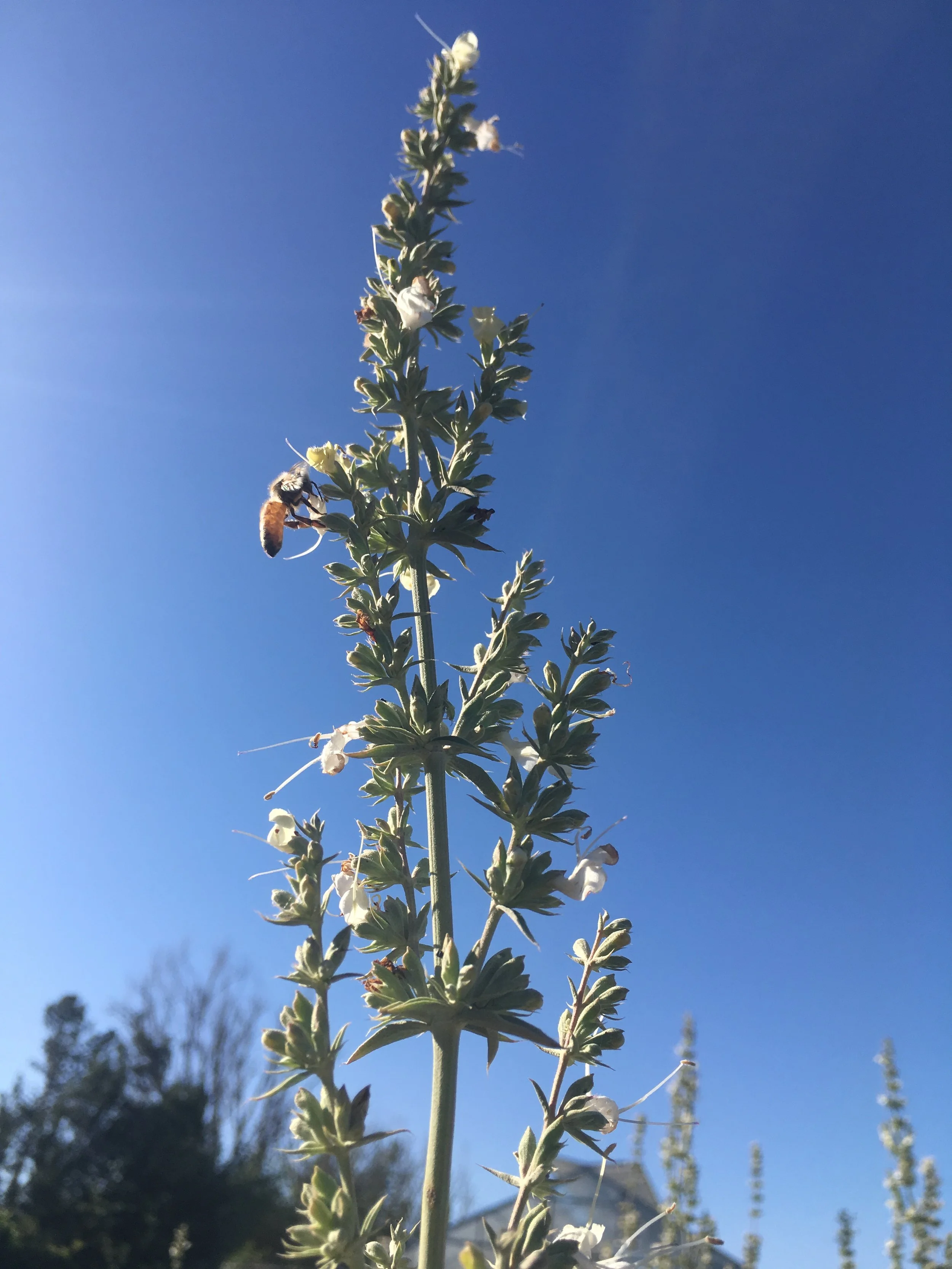 whitesage_bee.JPG