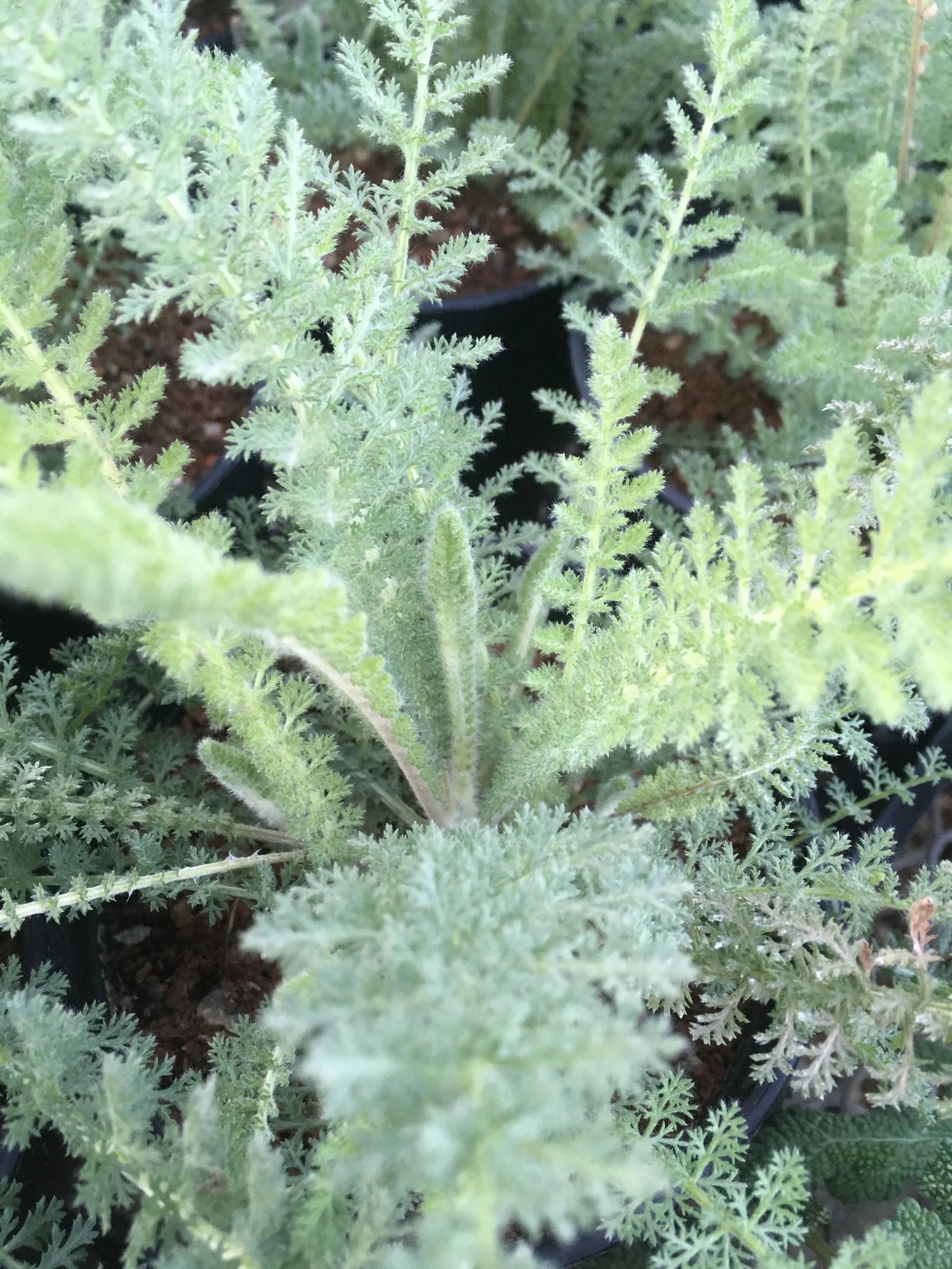 yarrow_leaf.JPG