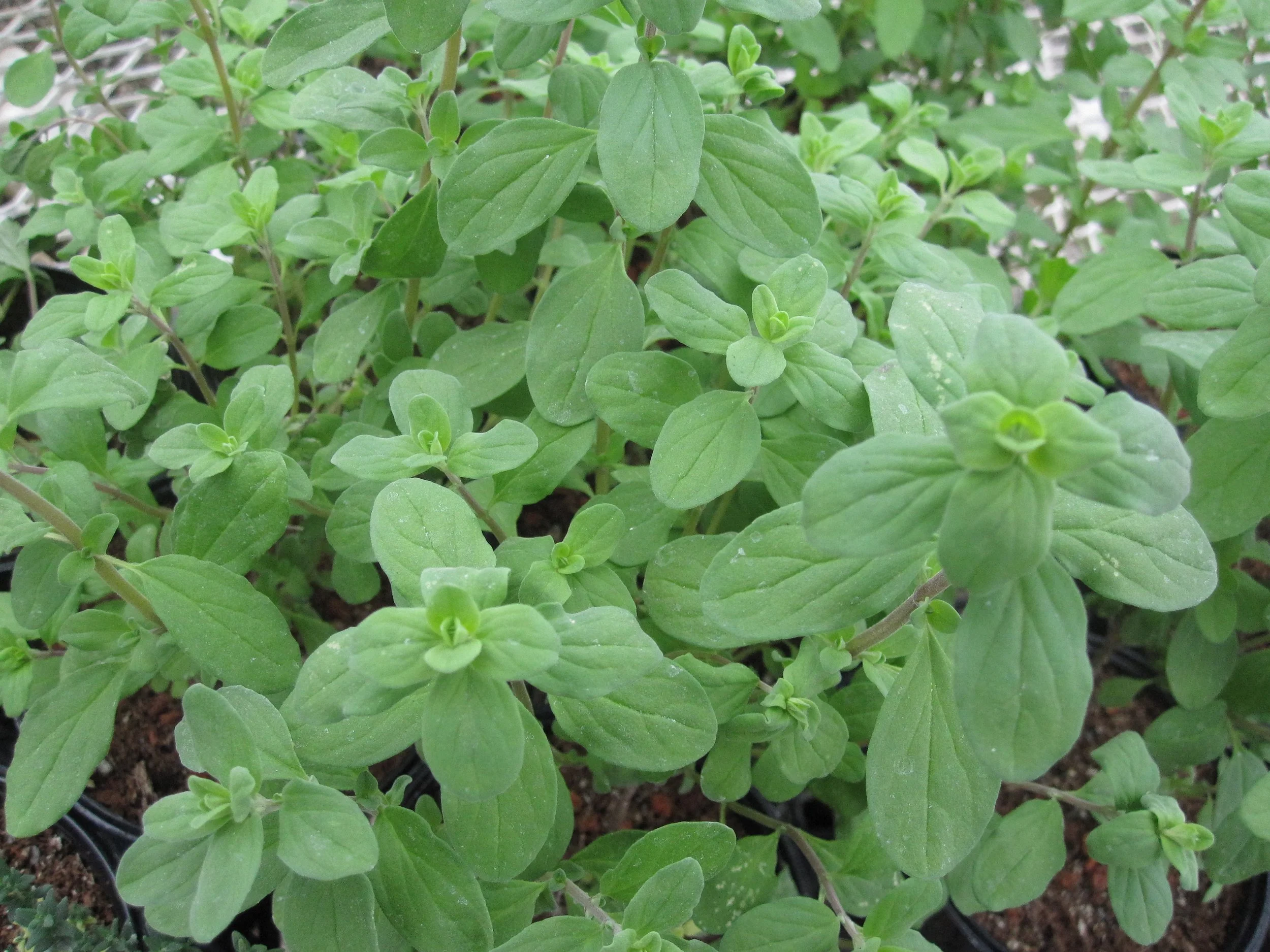 Marjoram