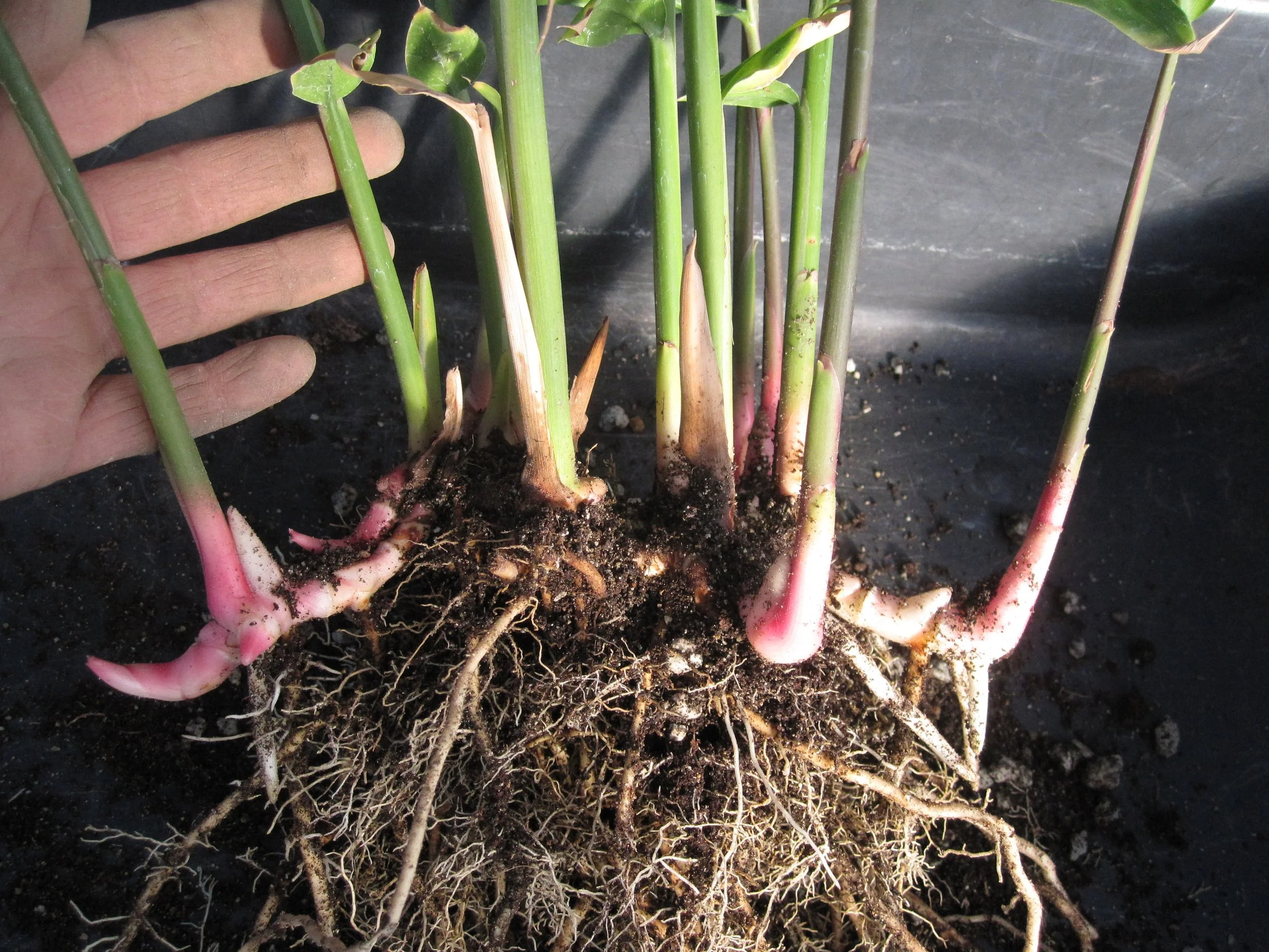 Galangal