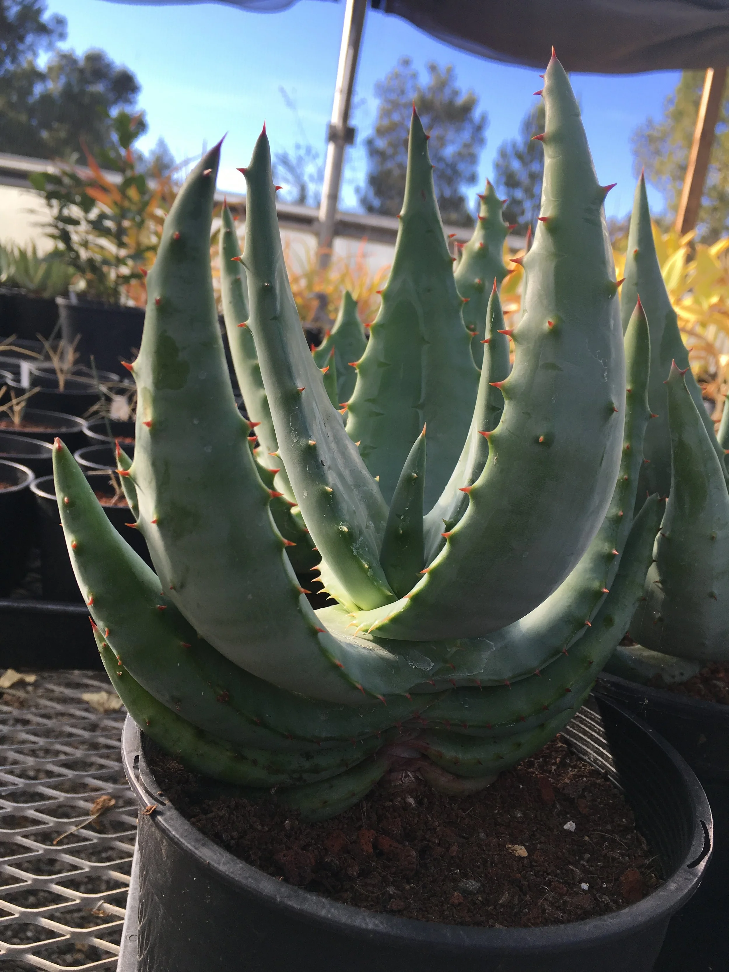 Aloe ferox