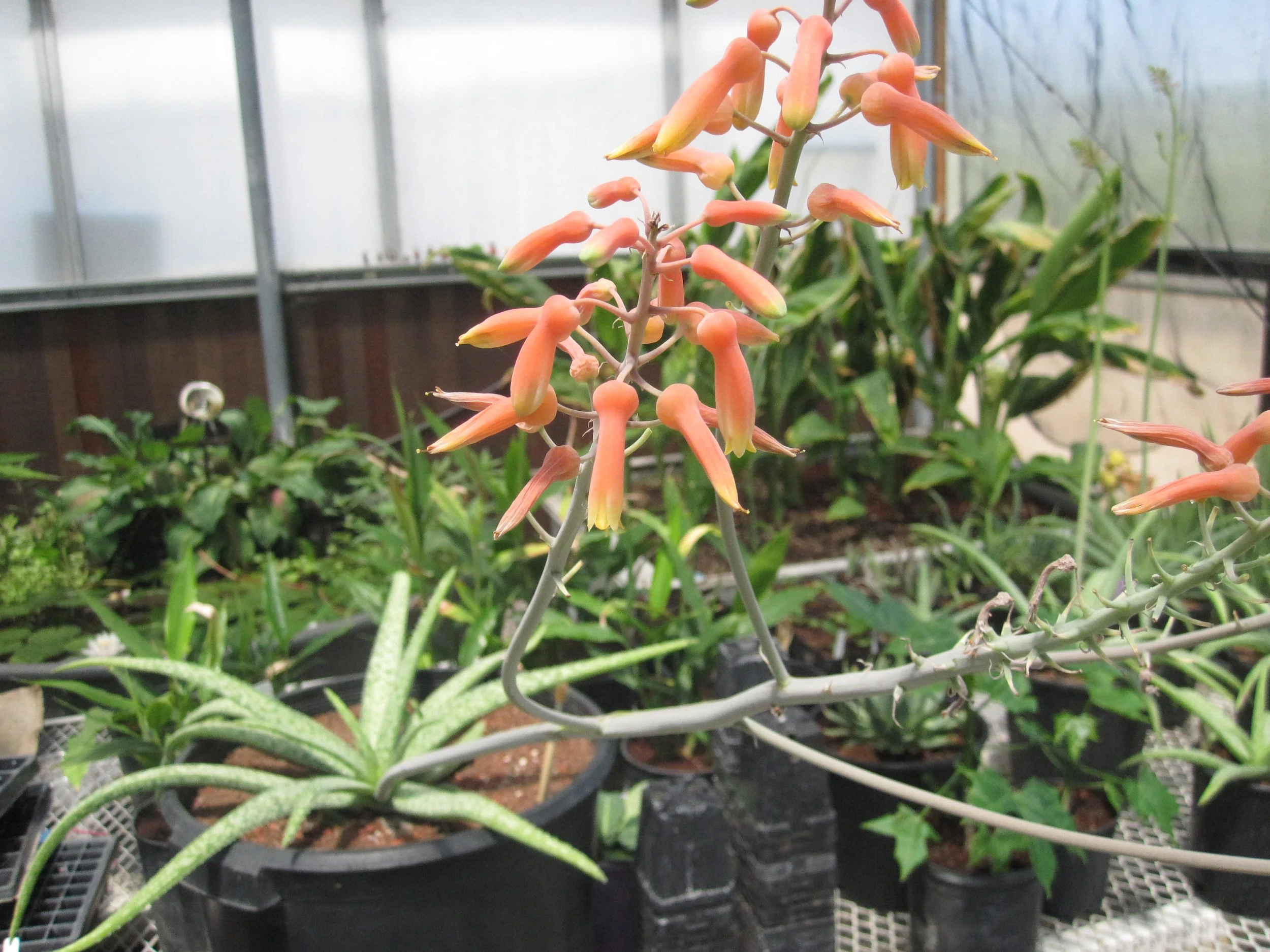 Aloe ellenbeckii