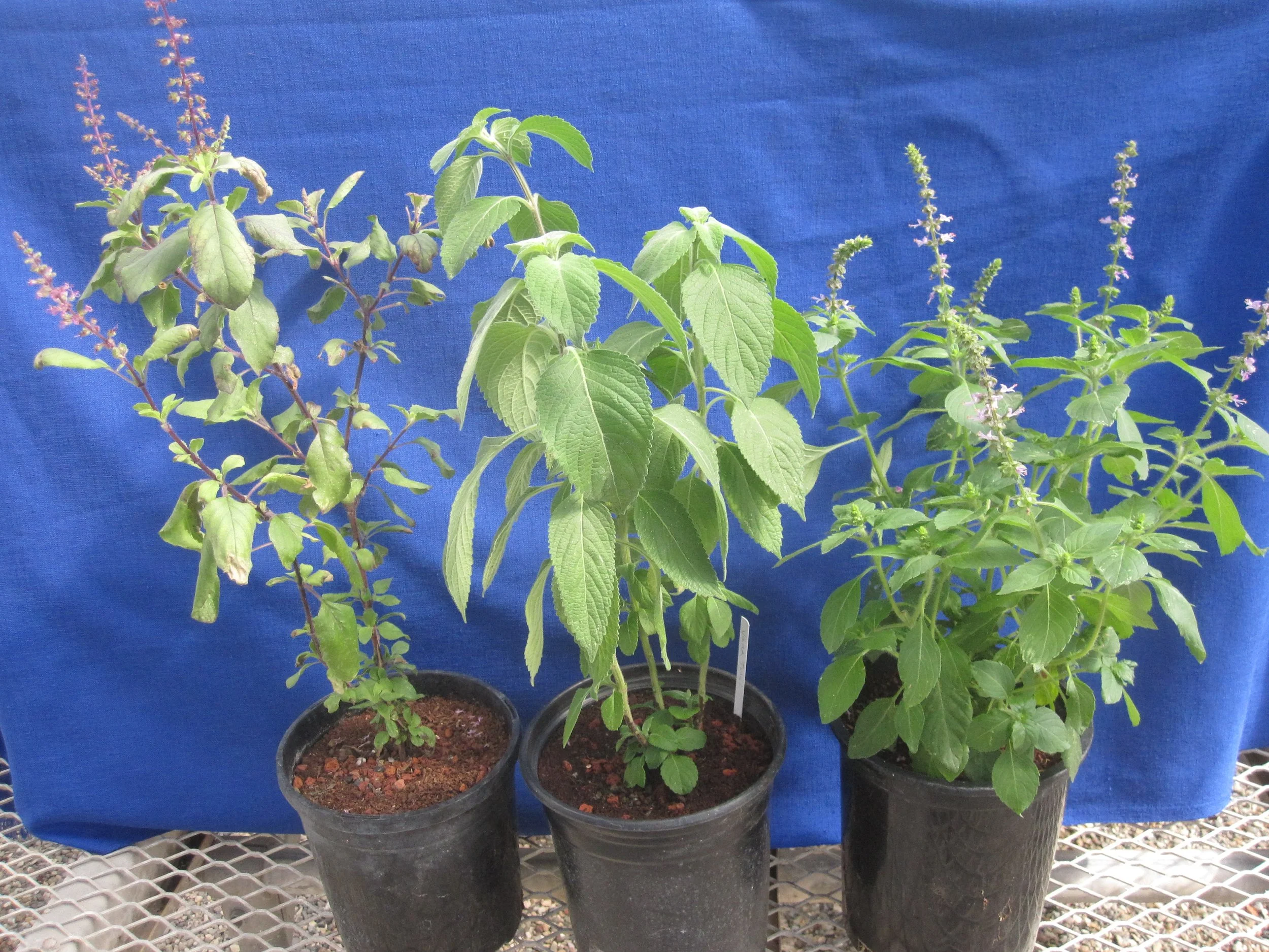 Krishna, Vana, and Temperate Tulsi