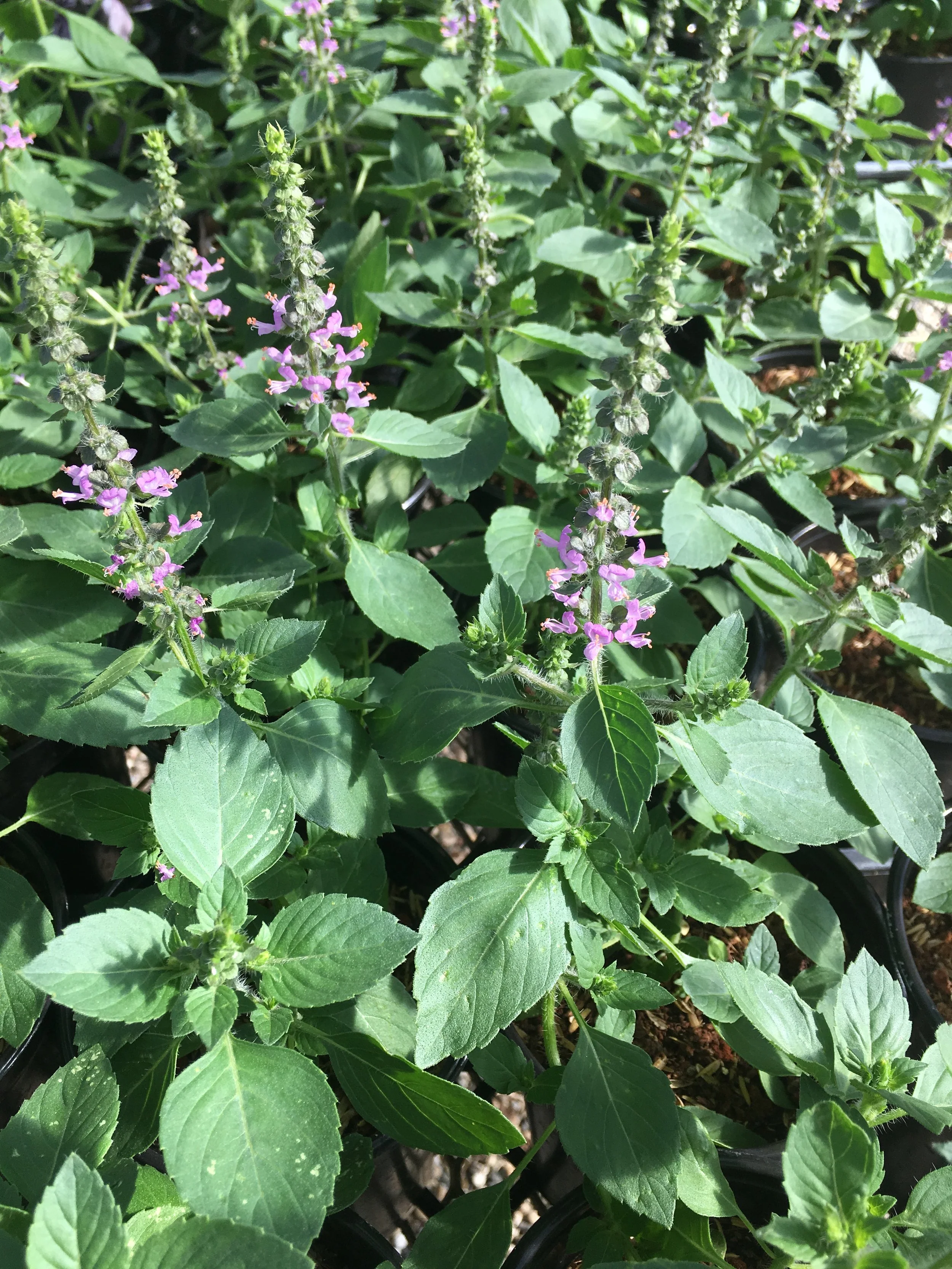 Tulsi, Temperate