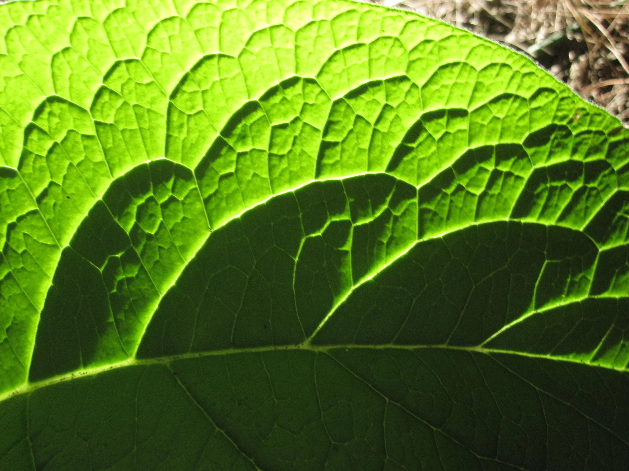comfreyleaf.JPG