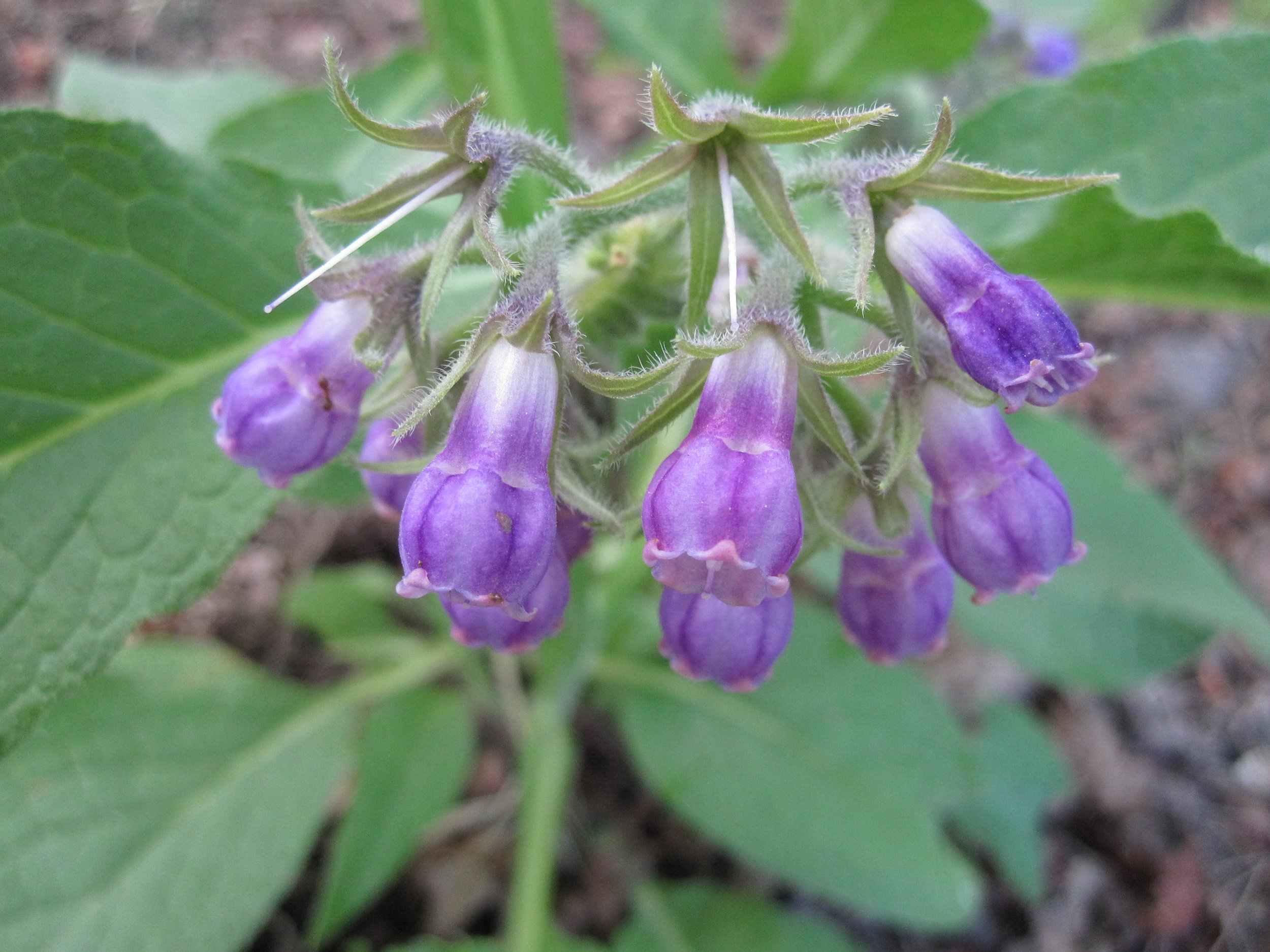 Flowers of true Comfrey