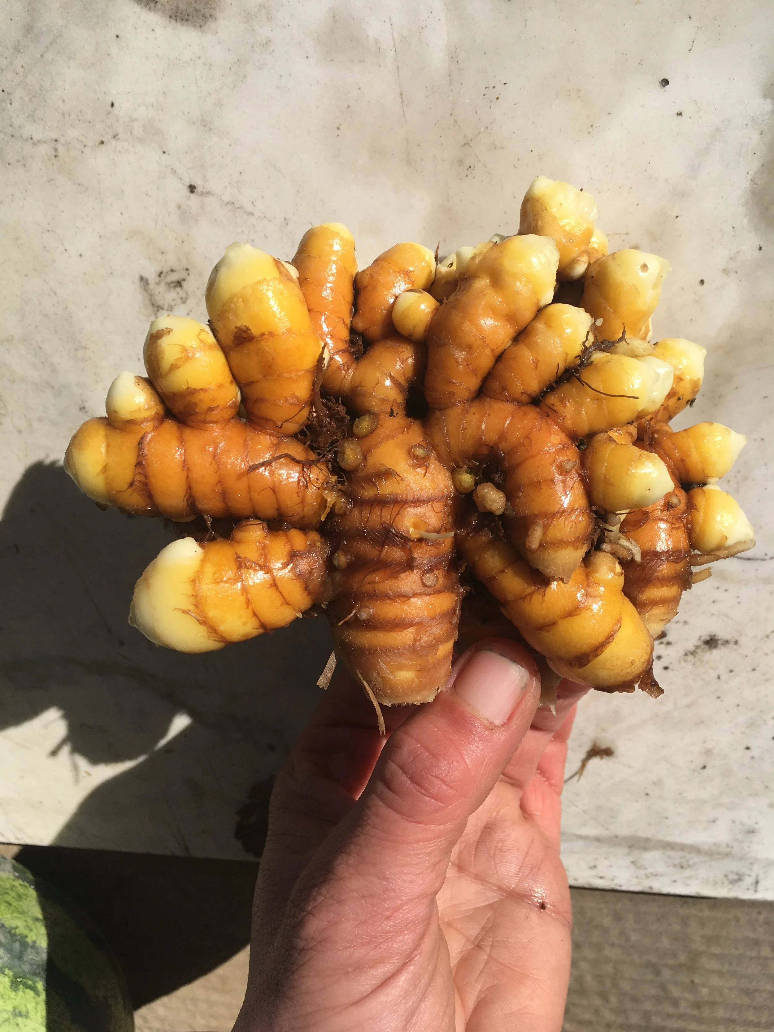 turmeric_yeah.JPG