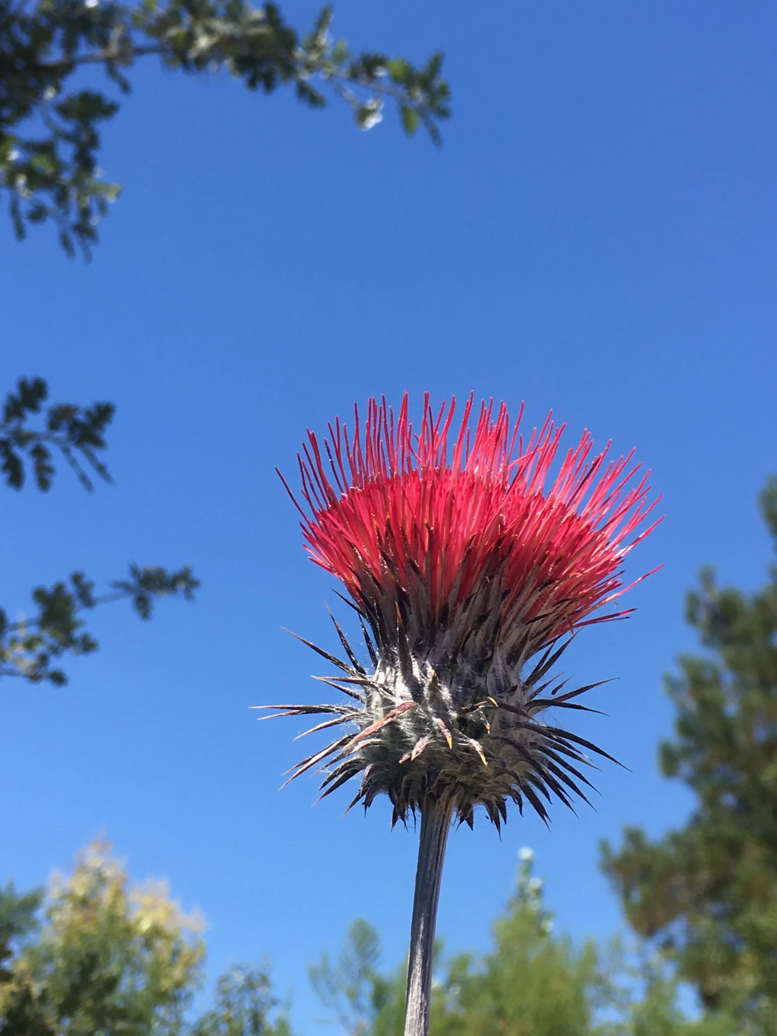 cobwebthistle1.JPG