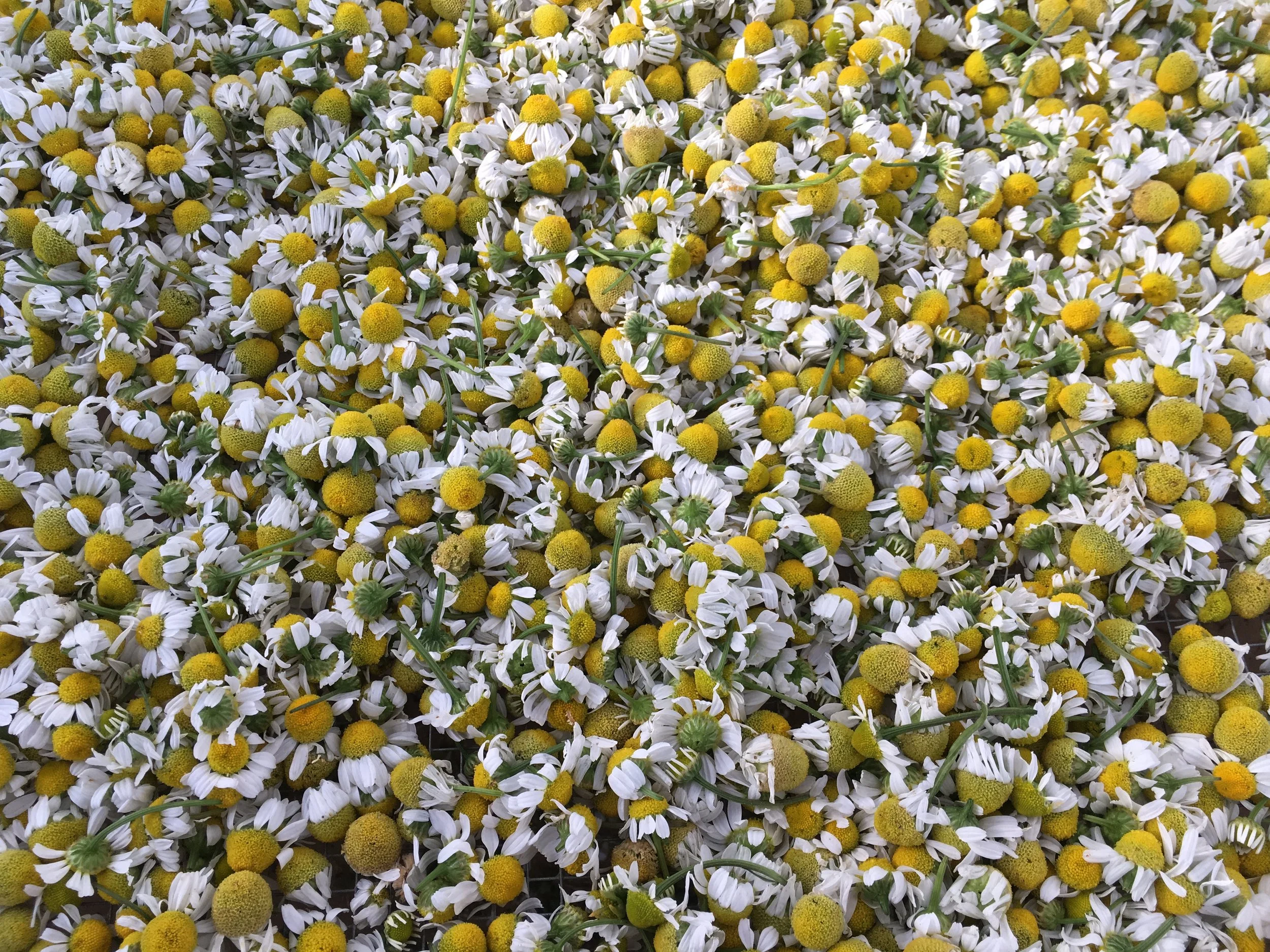 chamomile_flowers.JPG