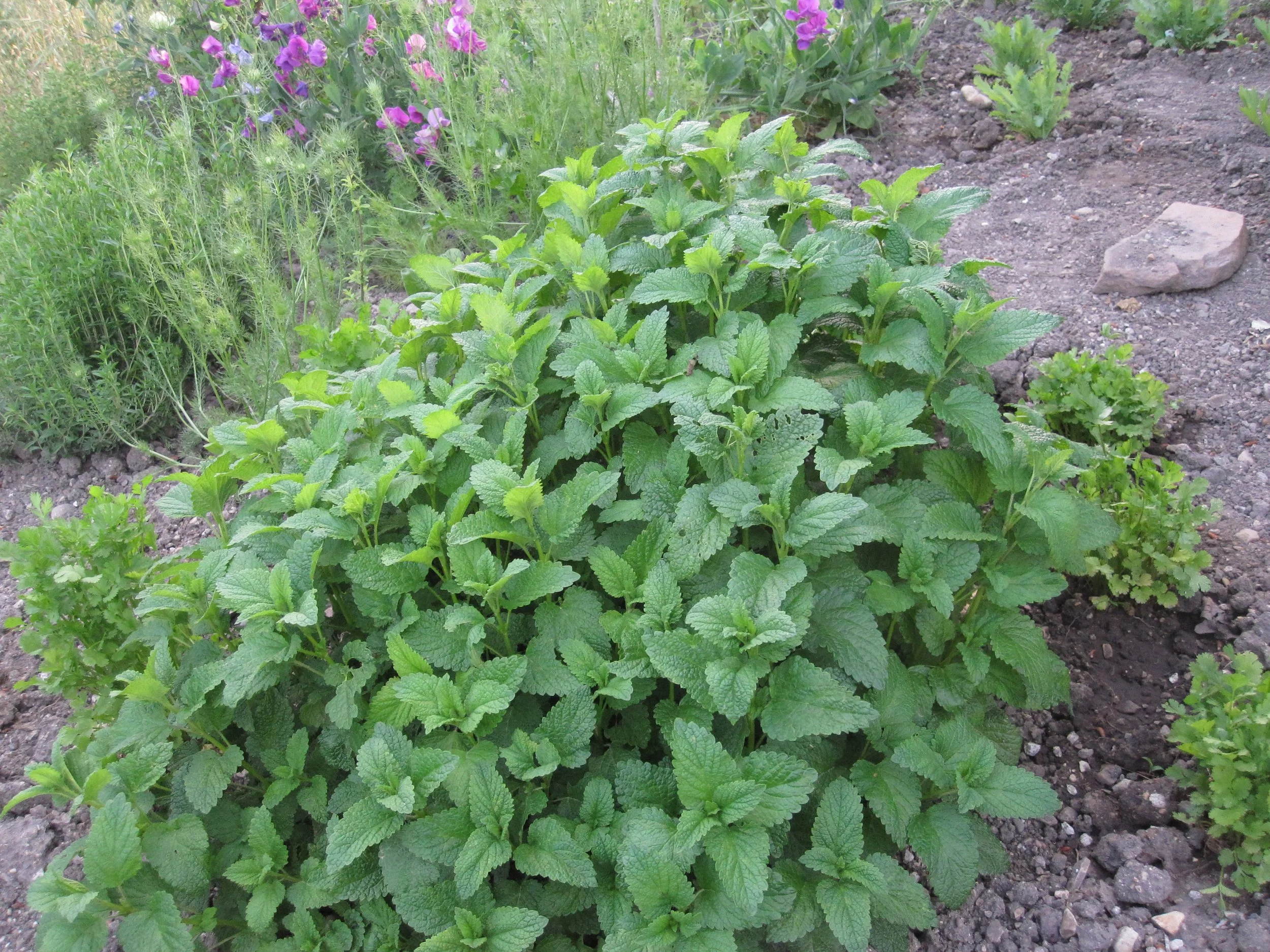 lemonbalm.JPG