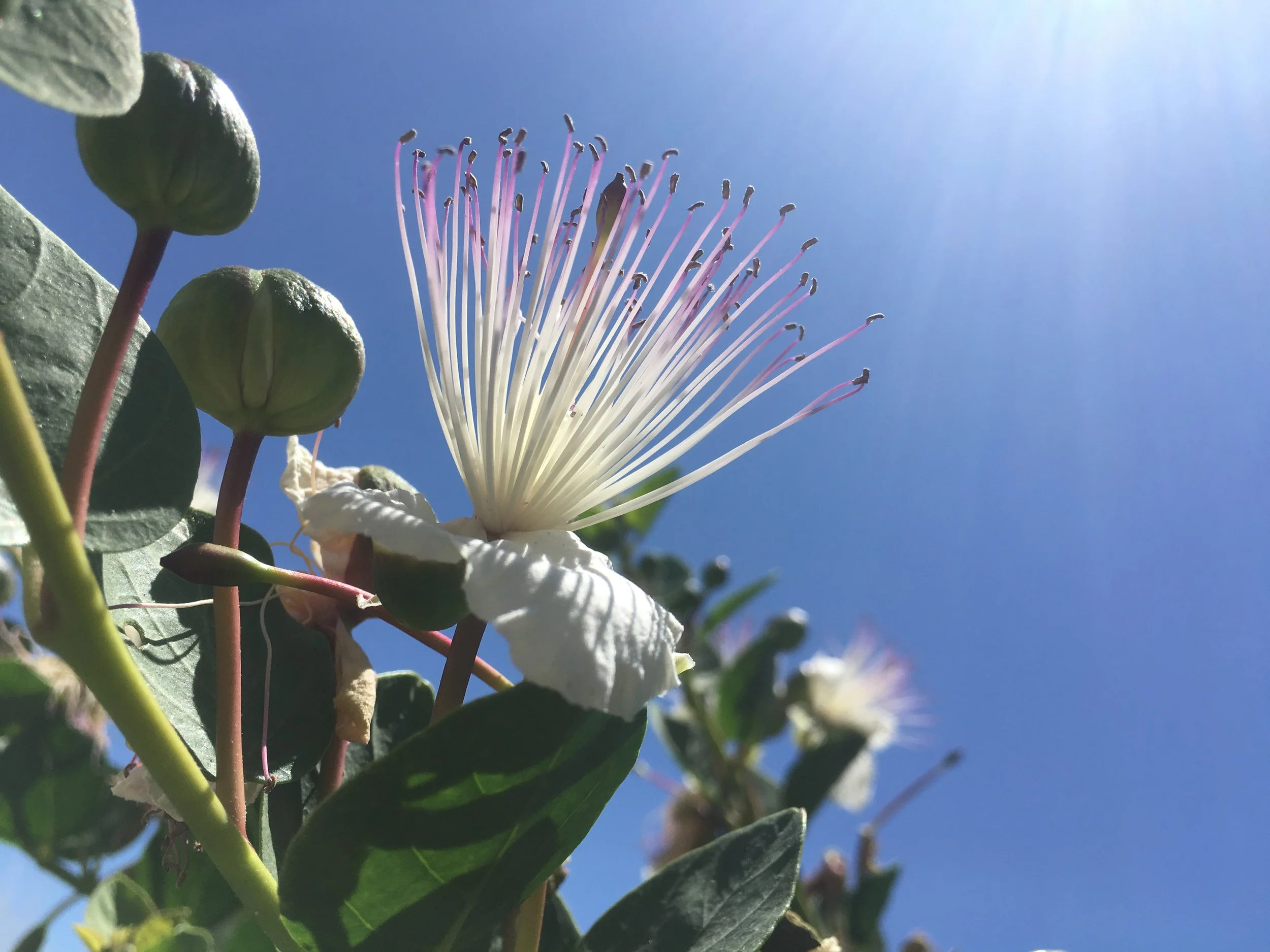 caper_flower.JPG