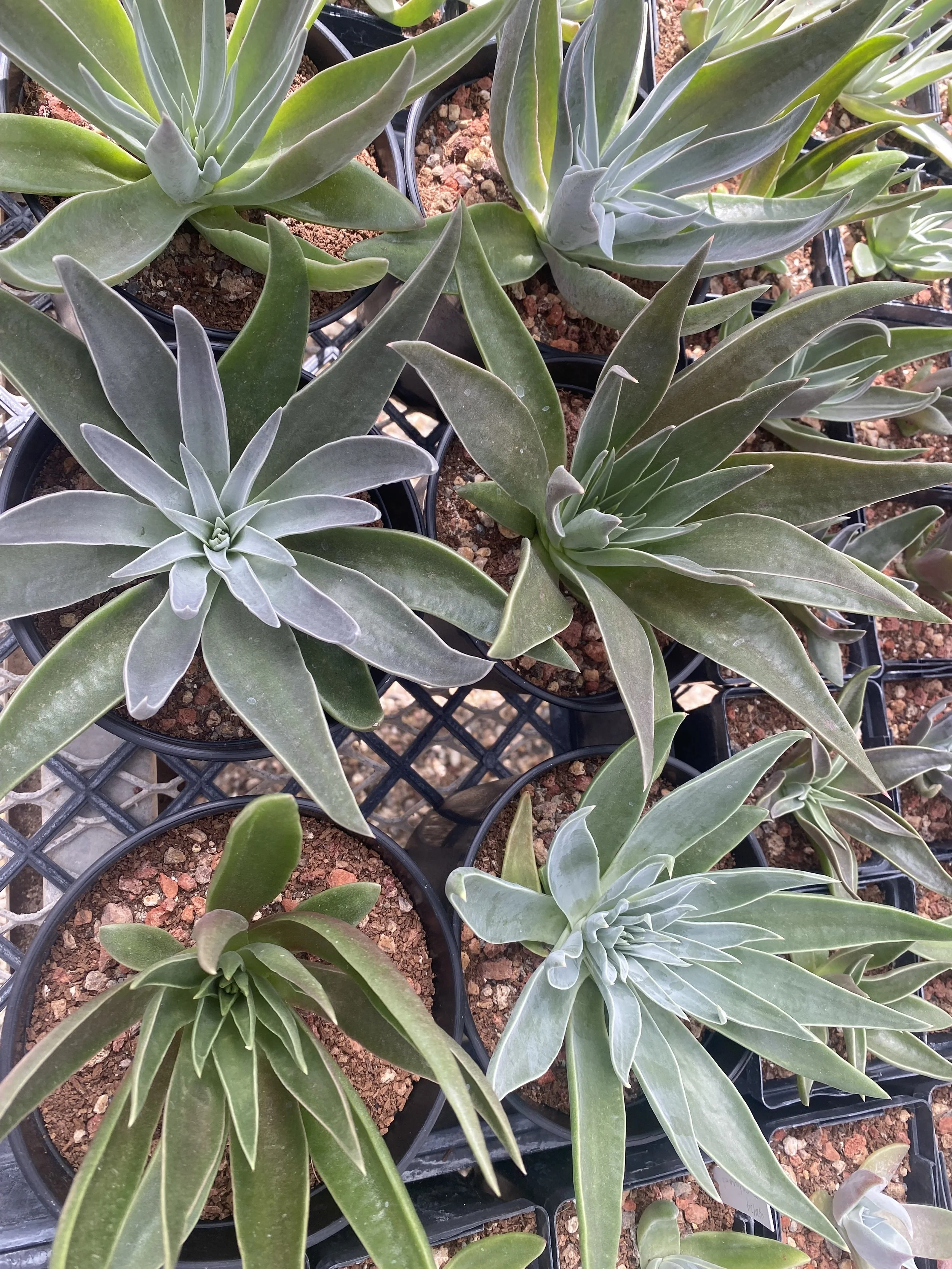 Lance-leaf Dudleya