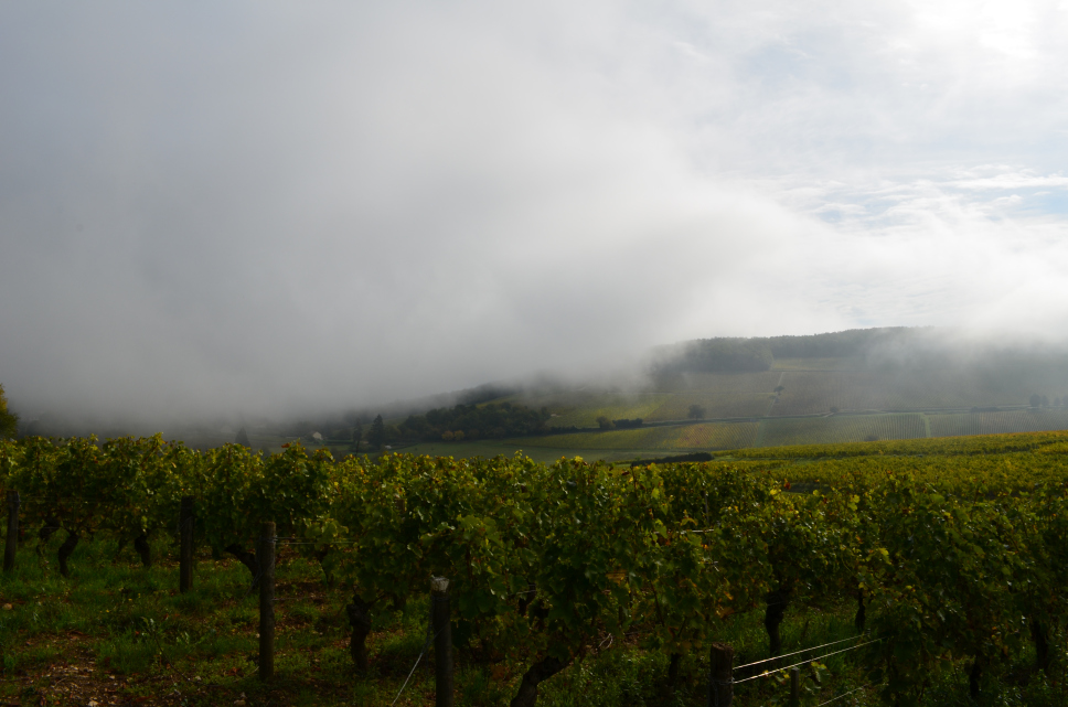 Seeing through the mist: early morning, Sancerre ©2015 Julie Christine Johnson